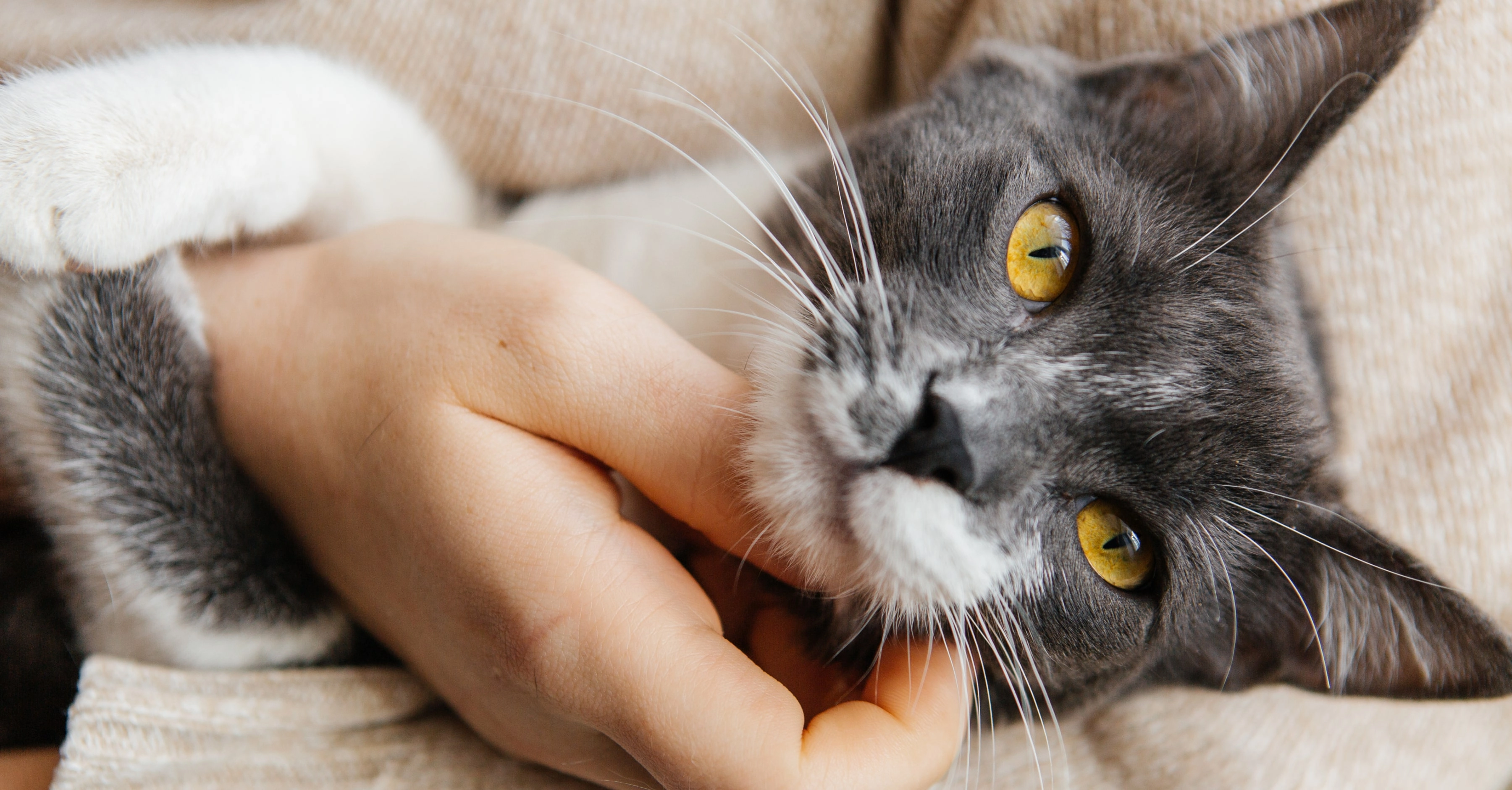 Как снизить аллергенность кота?