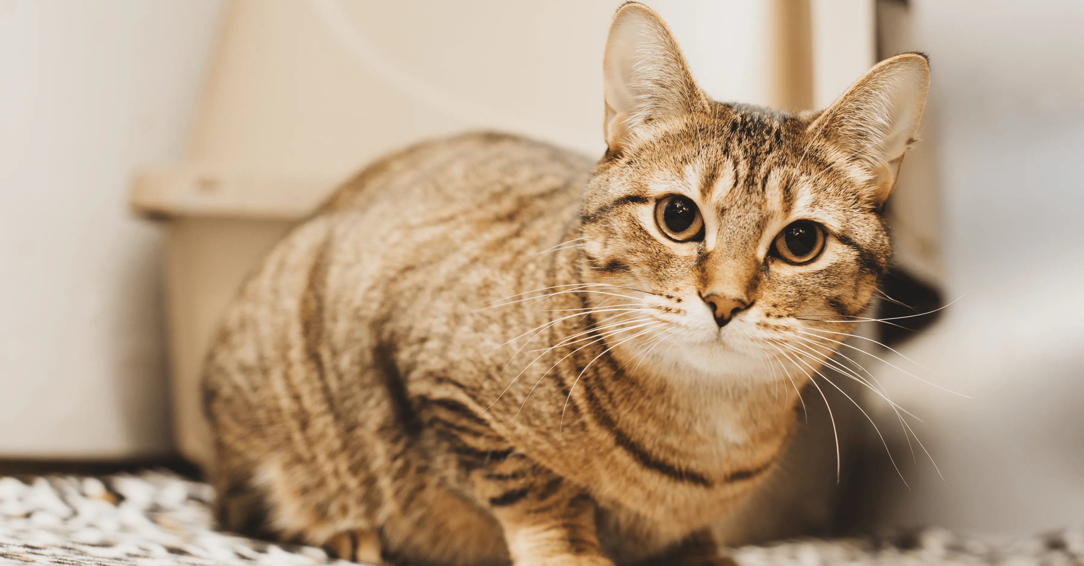 Способы передачи корма в приют