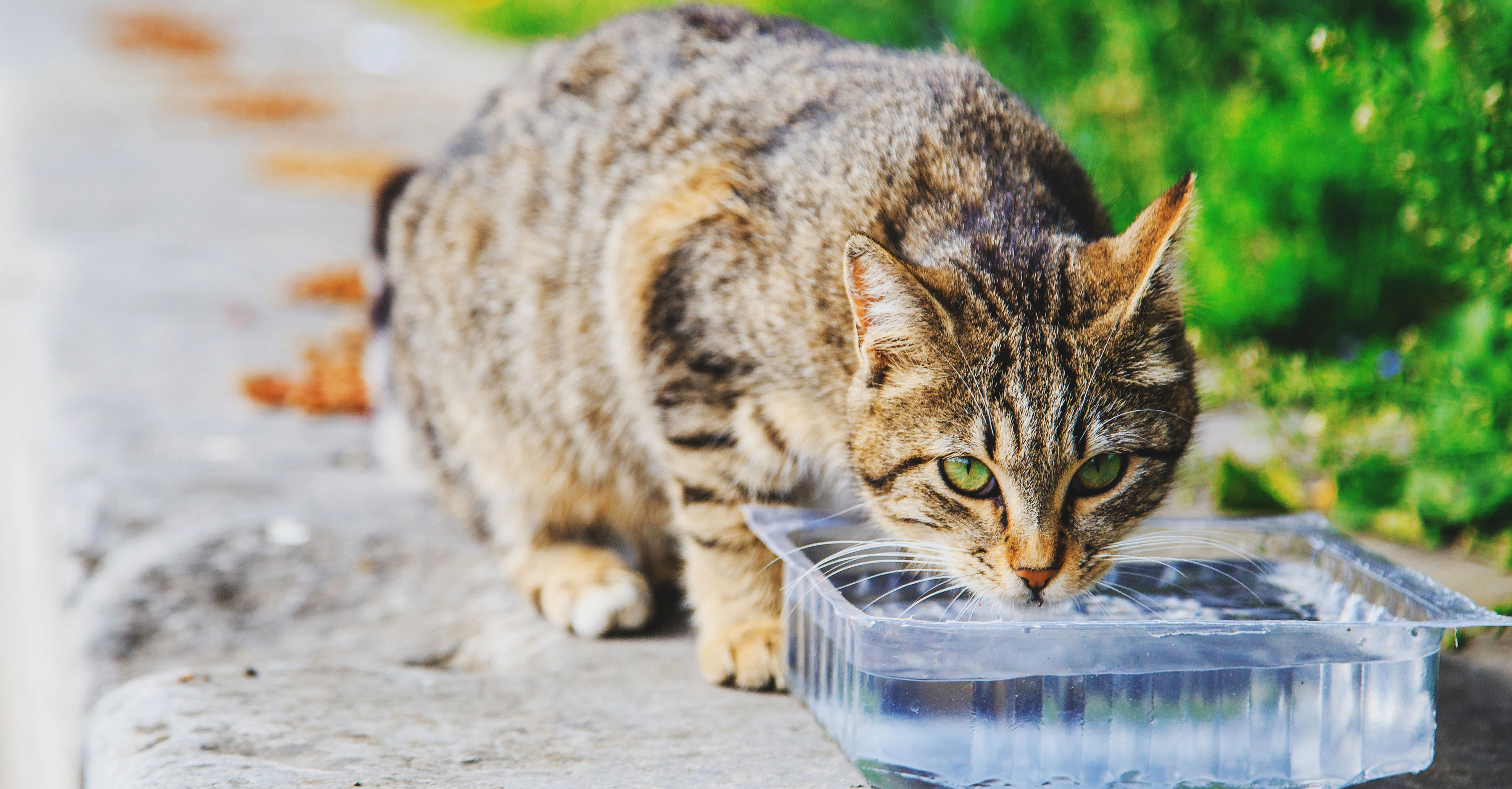 Кормление уличных кошек