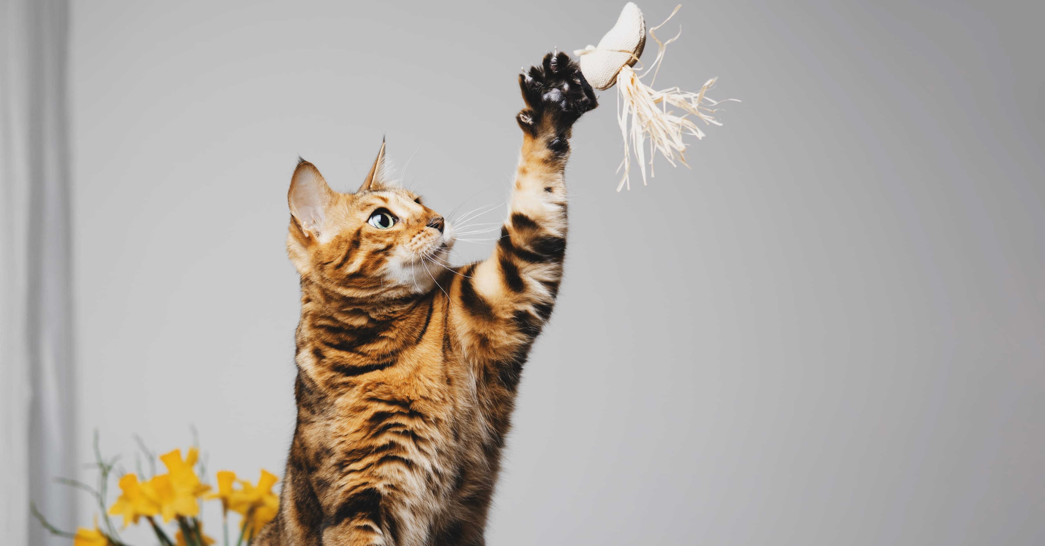 Игрушки для совместной игры с хозяином