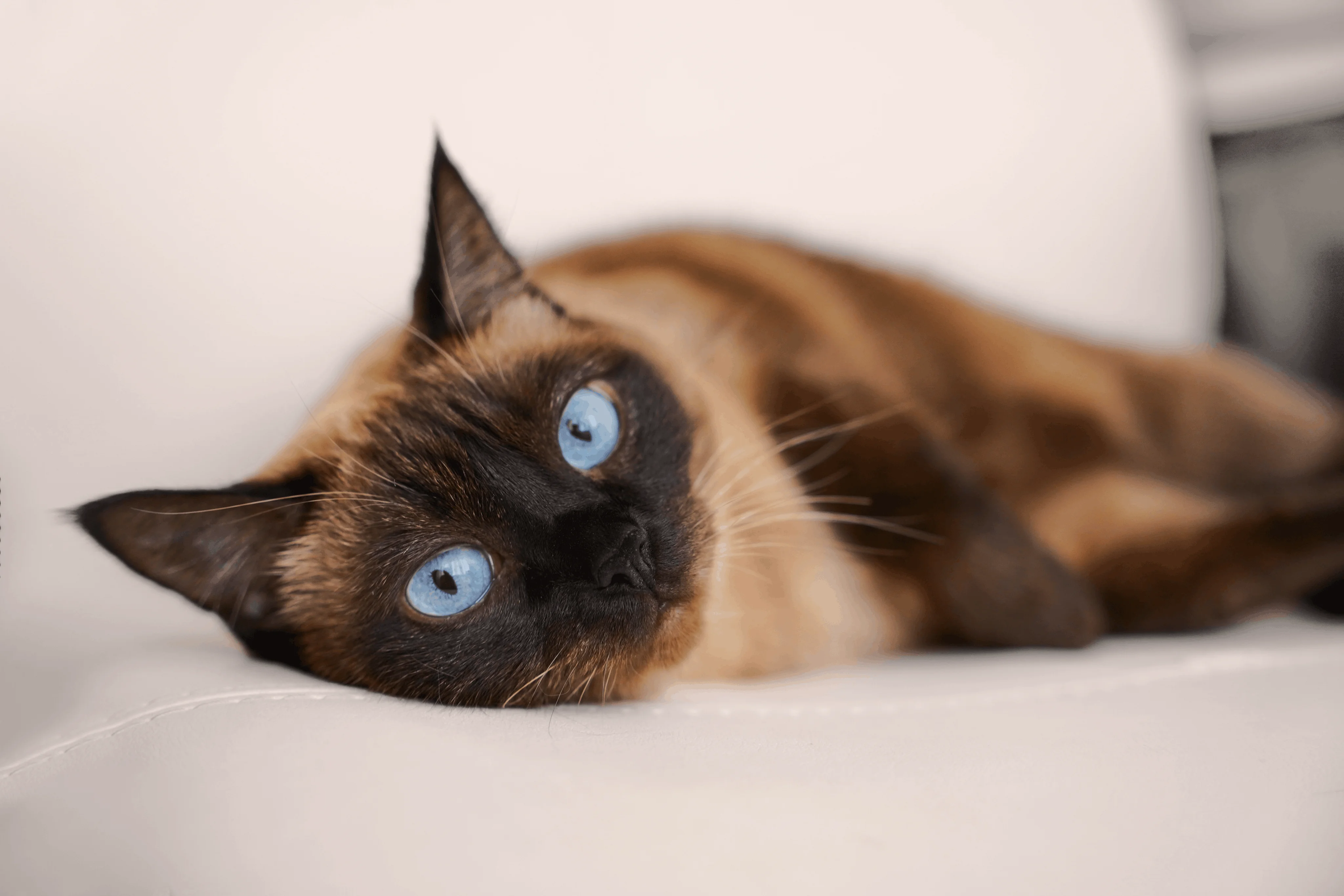 Тайская кошка