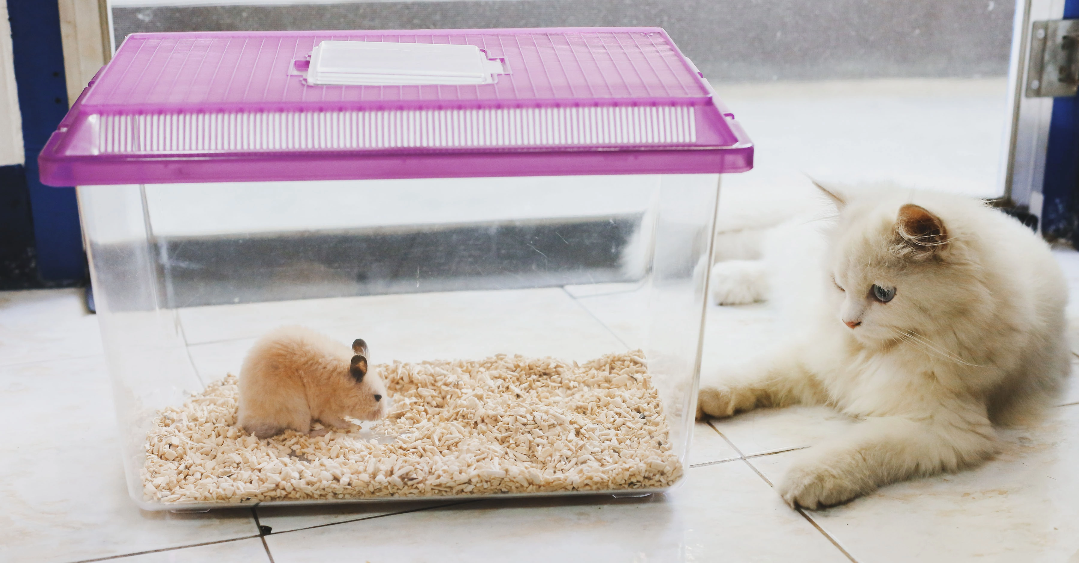 Как познакомить кошку с новым соседом? 