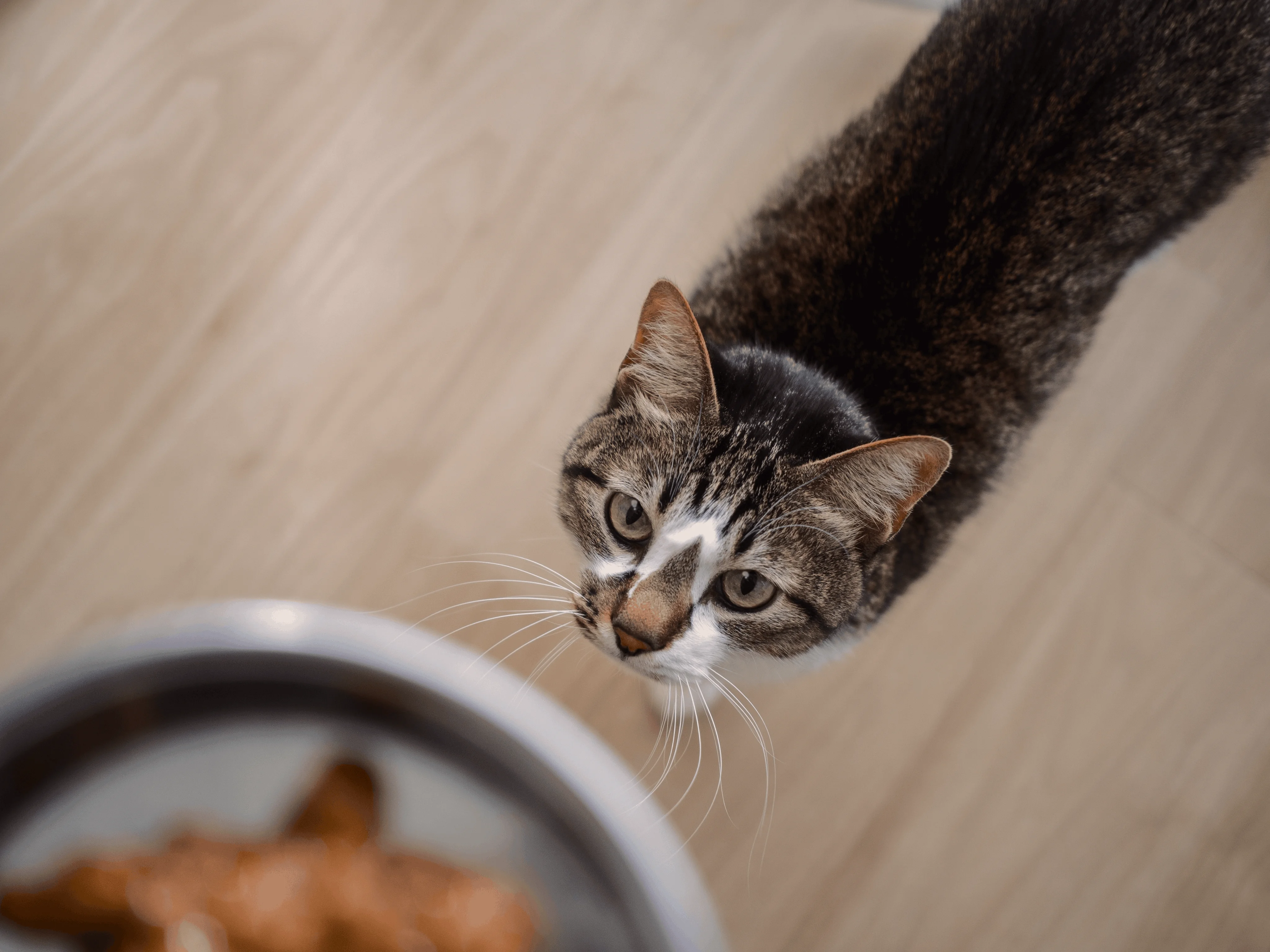 Таурин во влажном корме