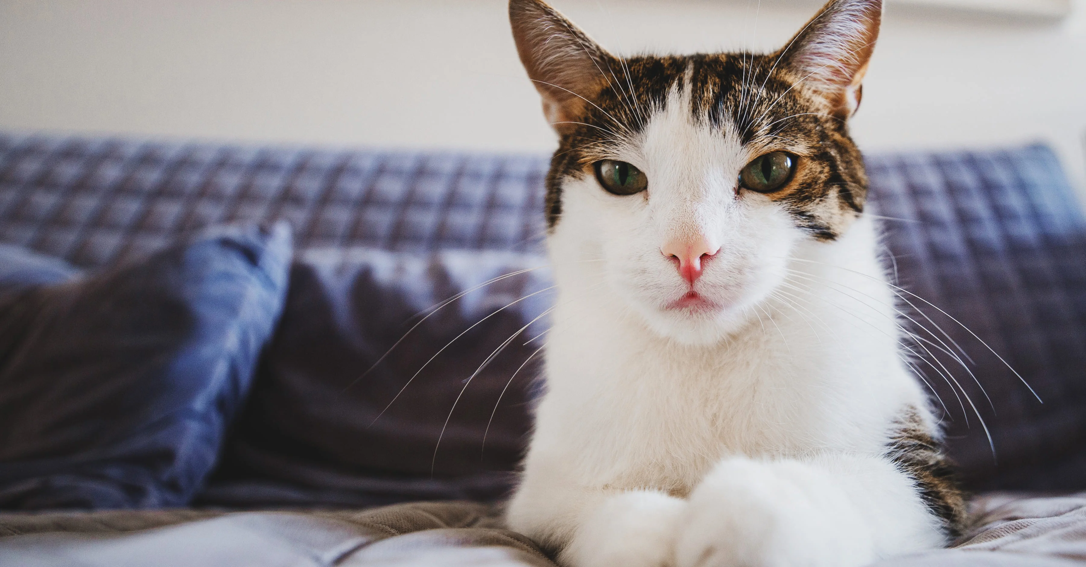 Почему кошка грустит?