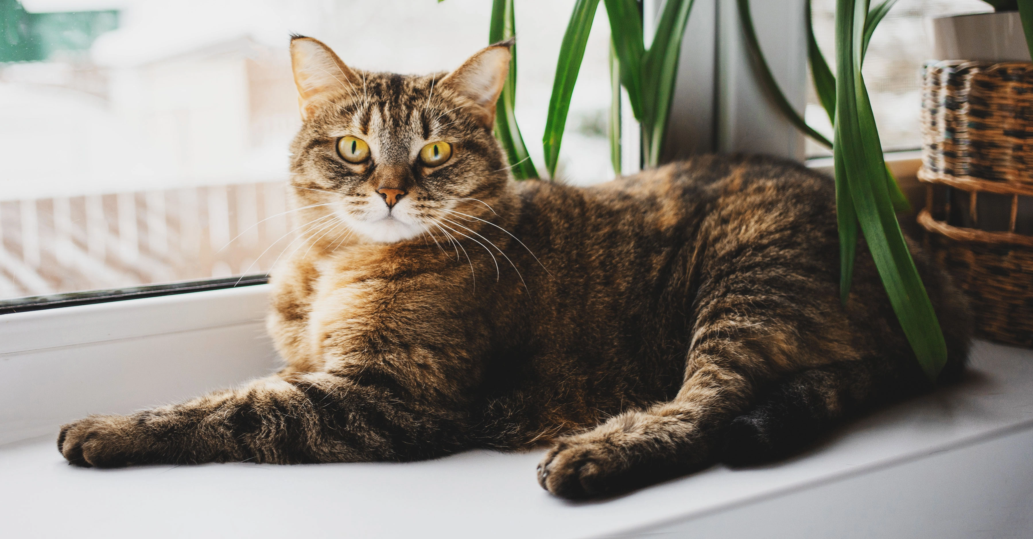 Вопросы о полнорационном корме