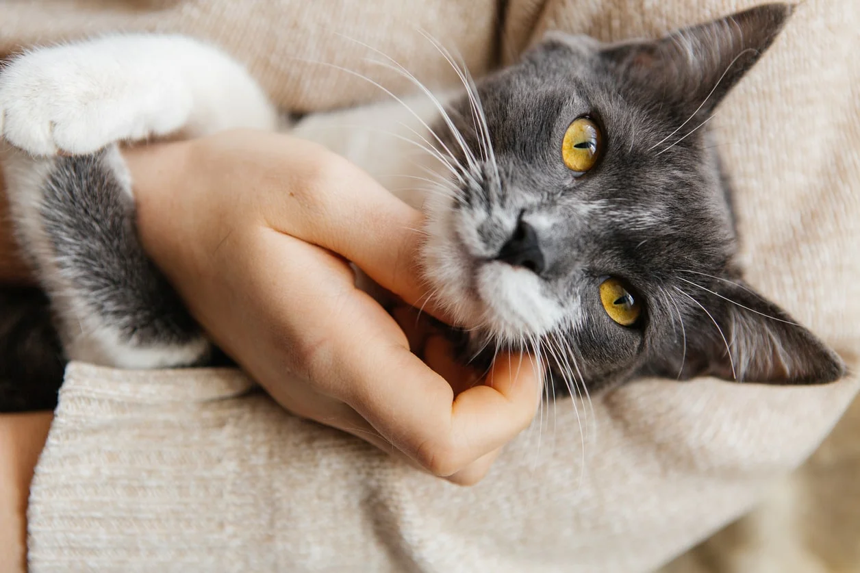 Ушной клещ у кошки