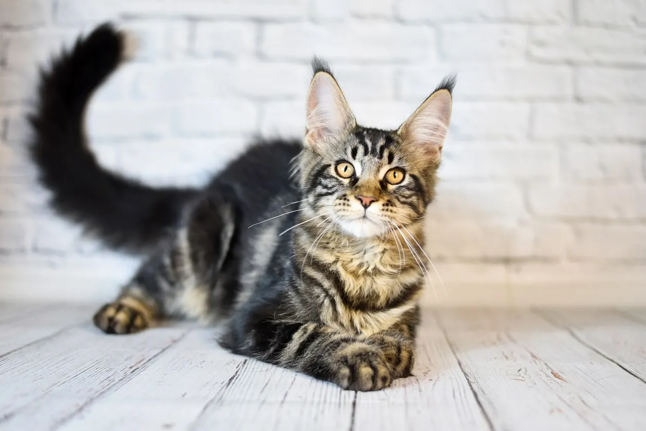 Кастрация кота