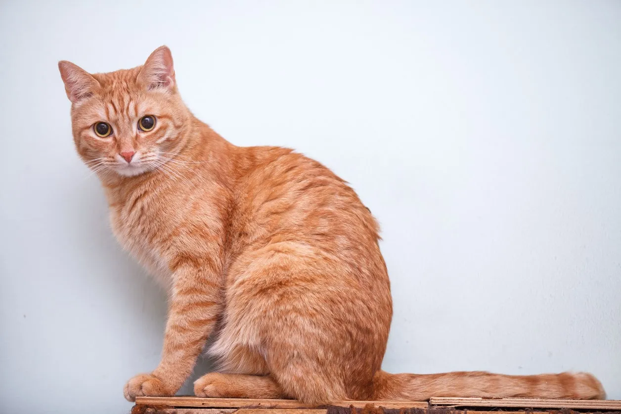 Кастрация кота