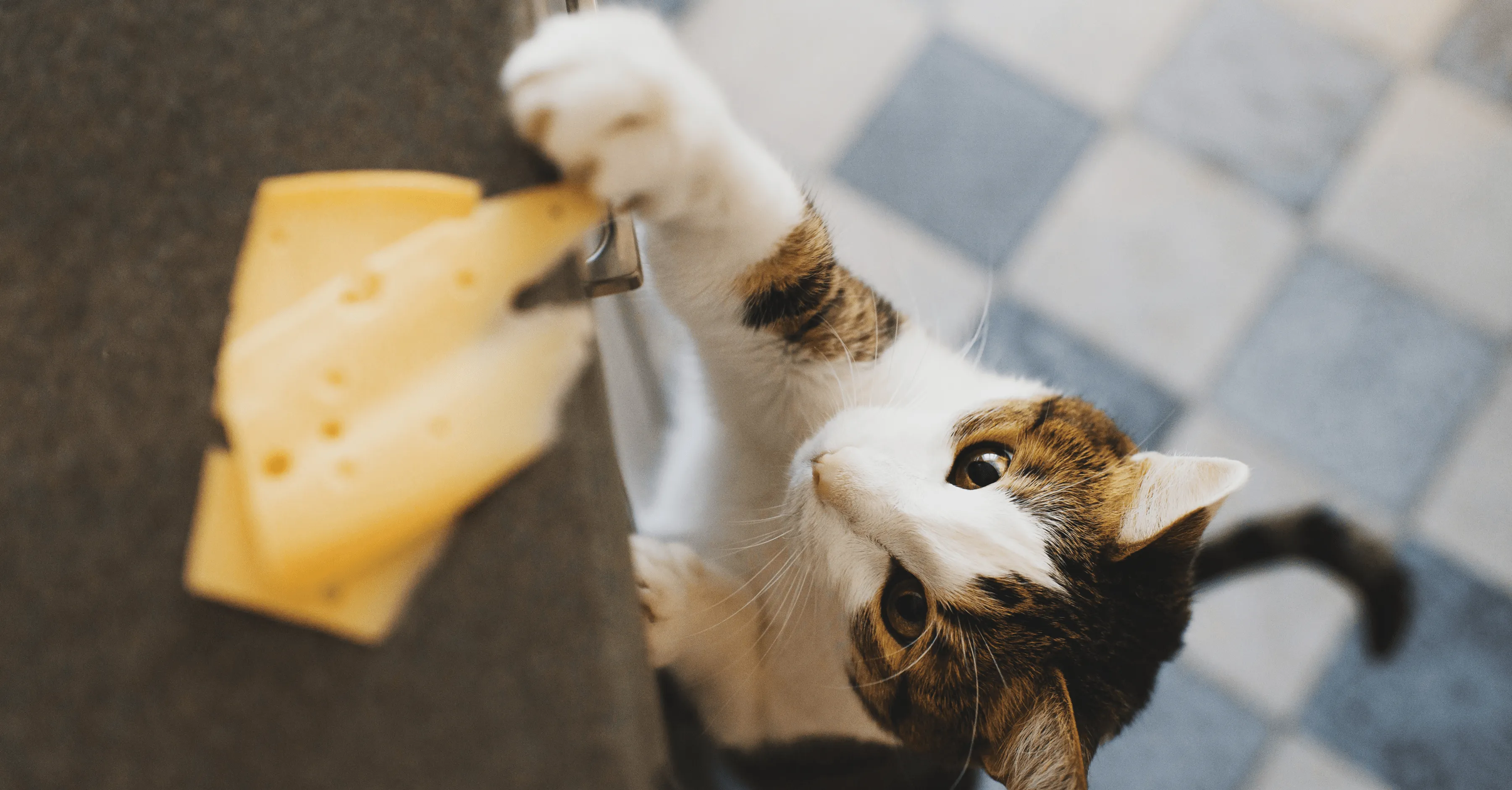 Кормление кошки со стола