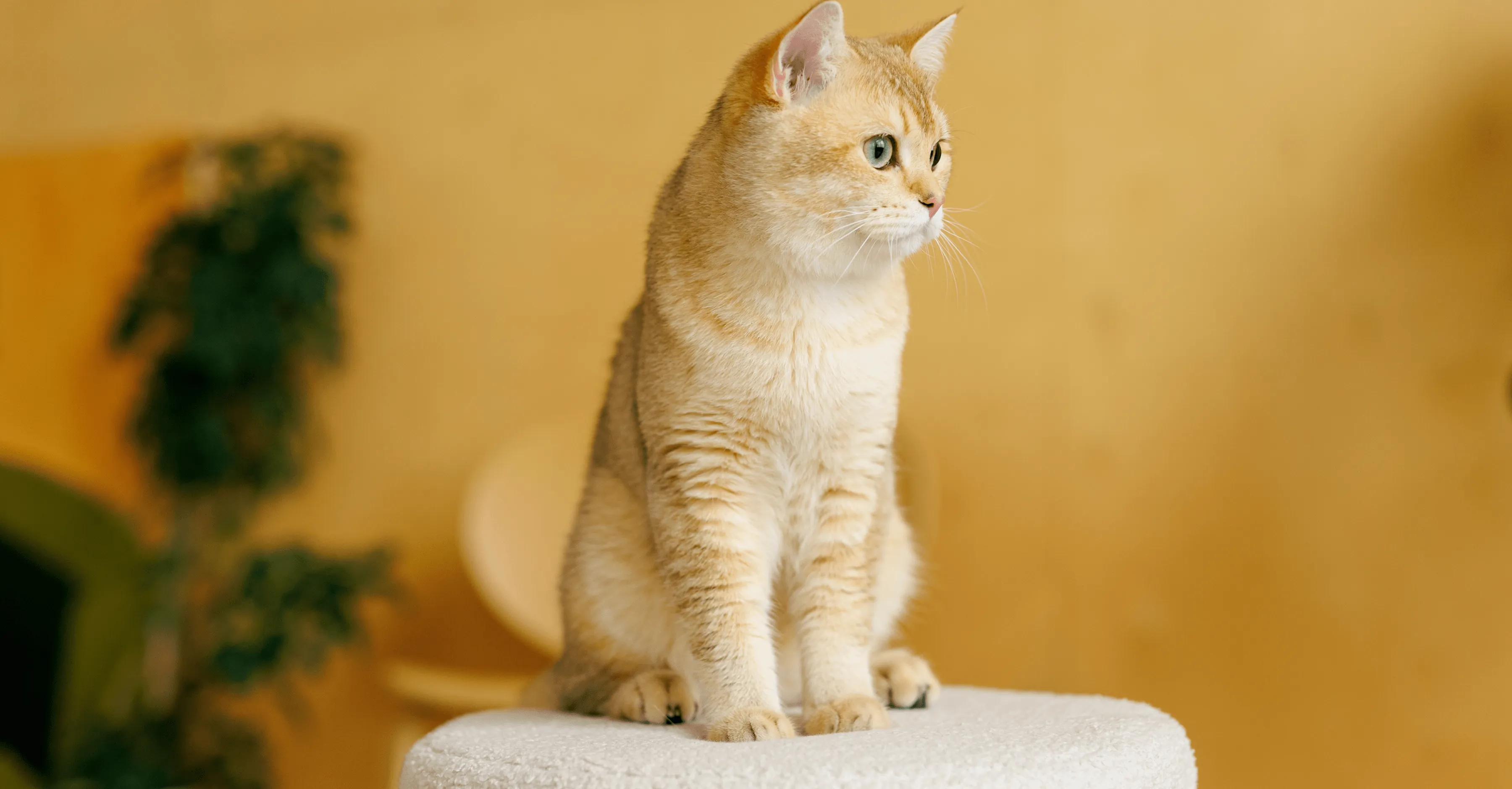 Основные витамины для кошки