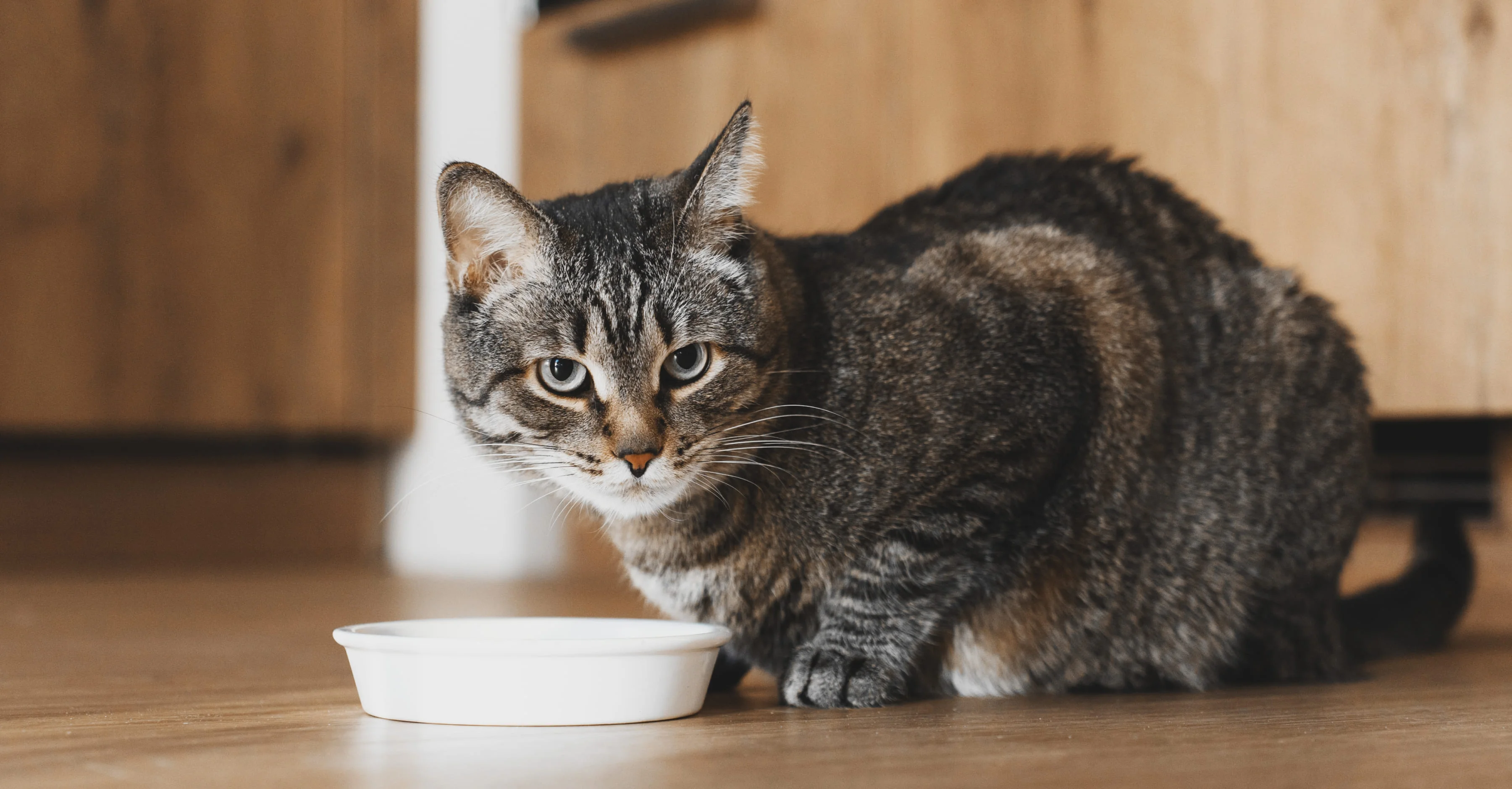 Выбор миски для кошки