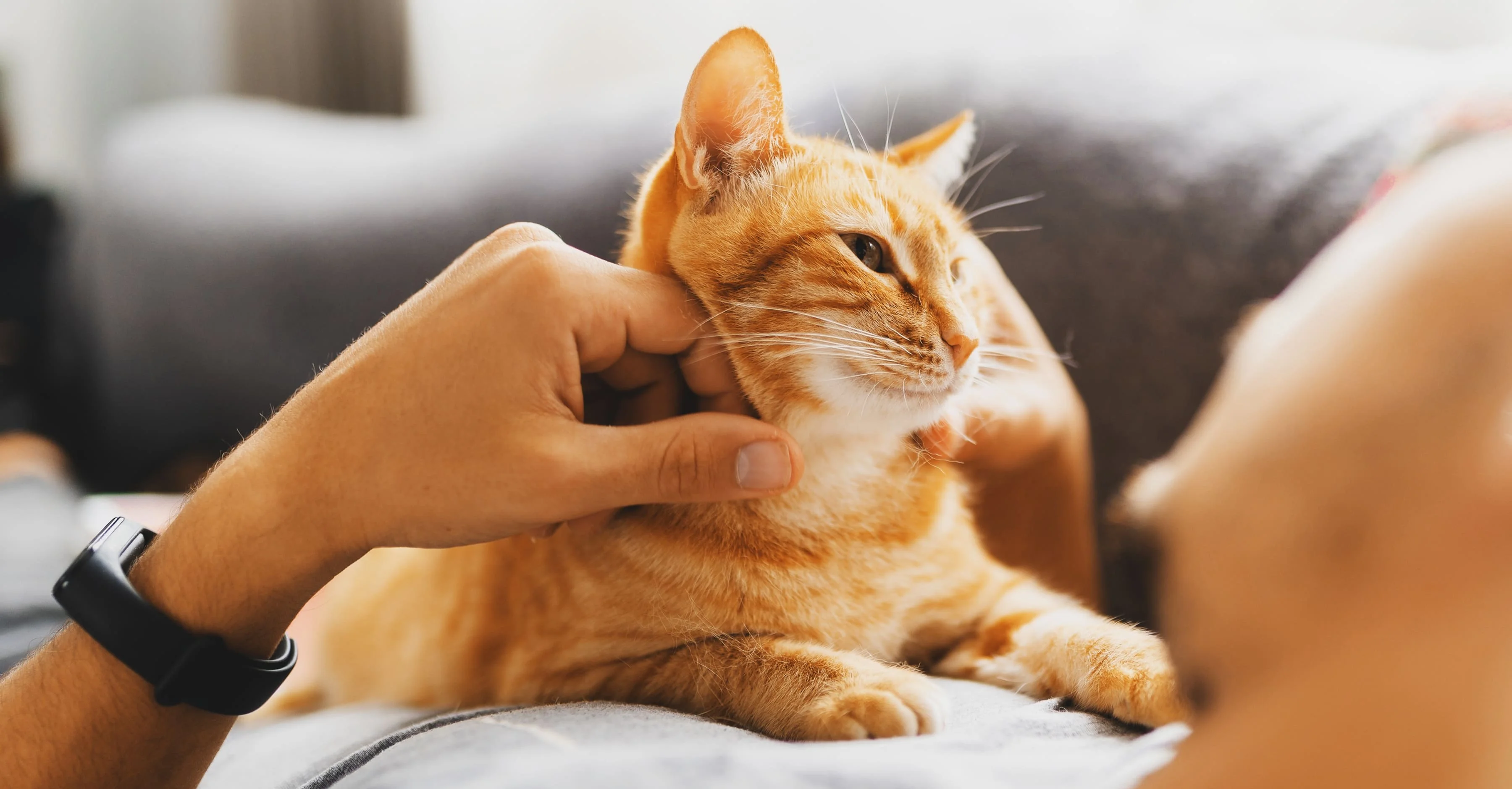 Профилактика плохого настроения у кошки