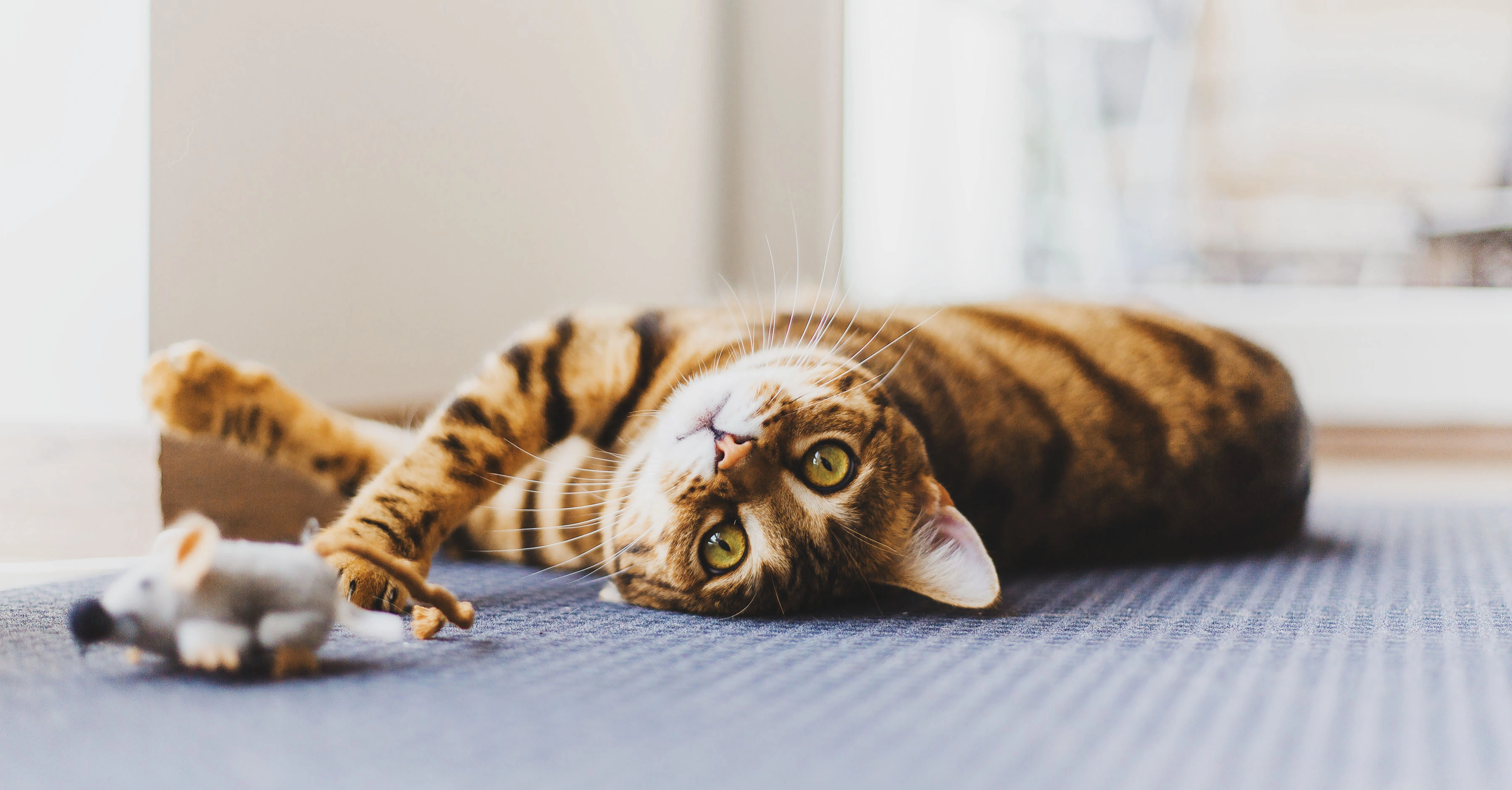 Игрушки для кошки