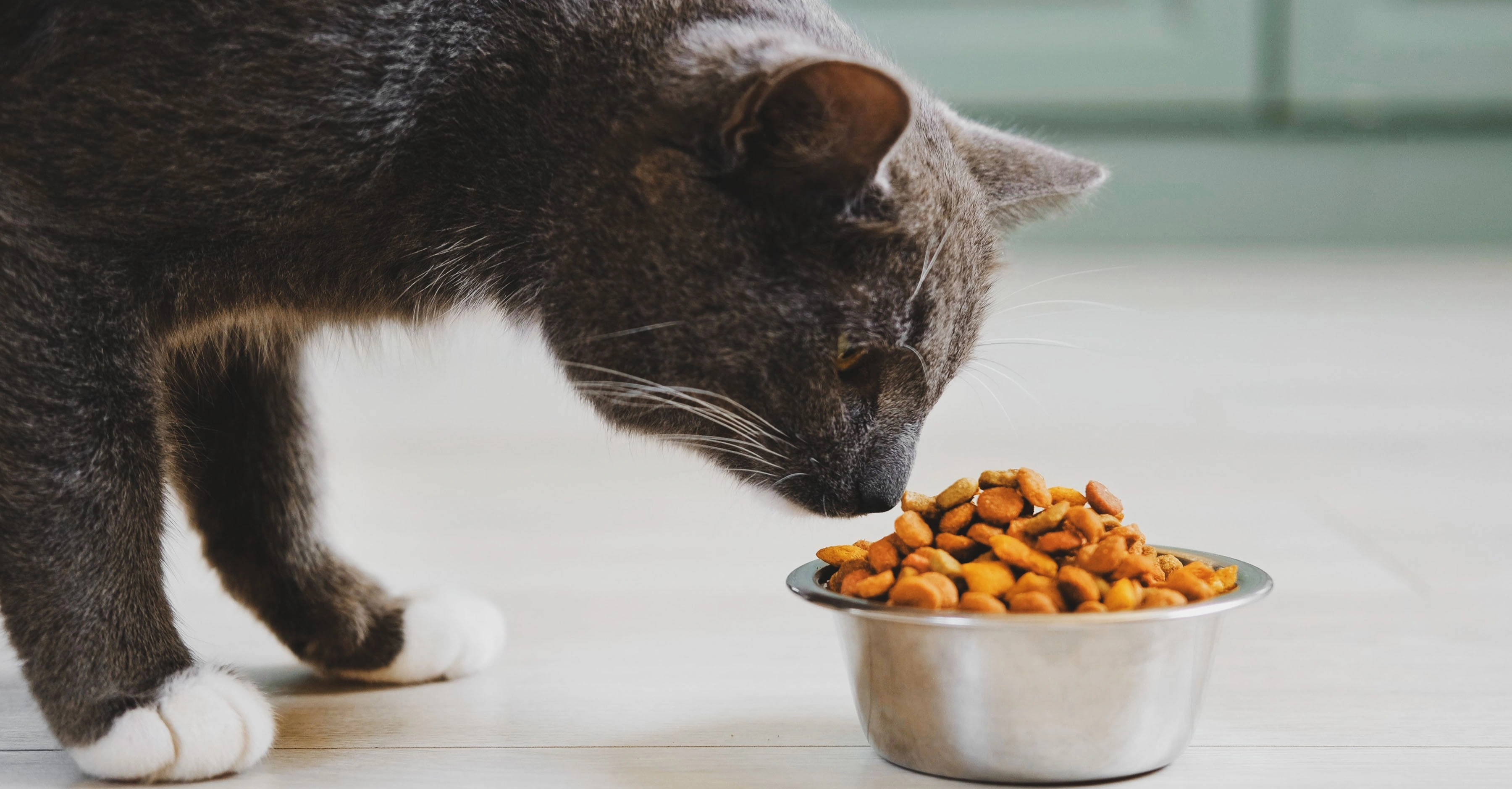 Классификация полнорационных кормов