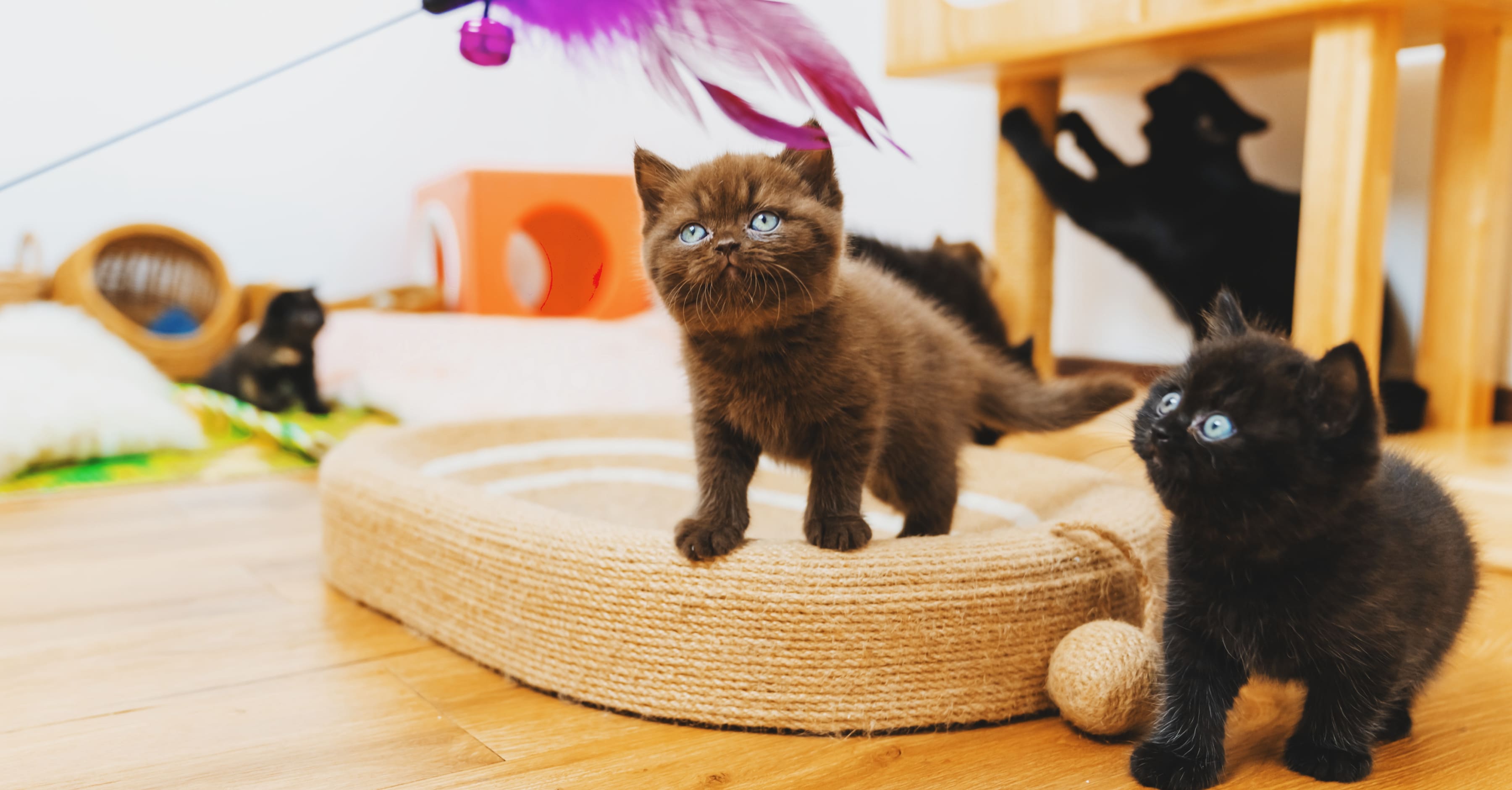 Особенности игрушек для котят