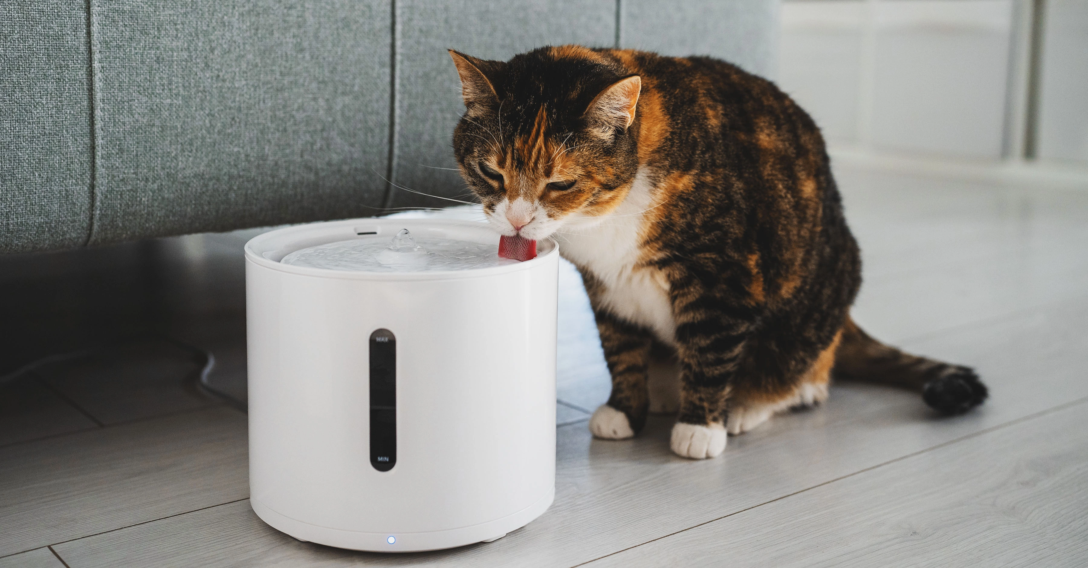 Свежая вода для кошки