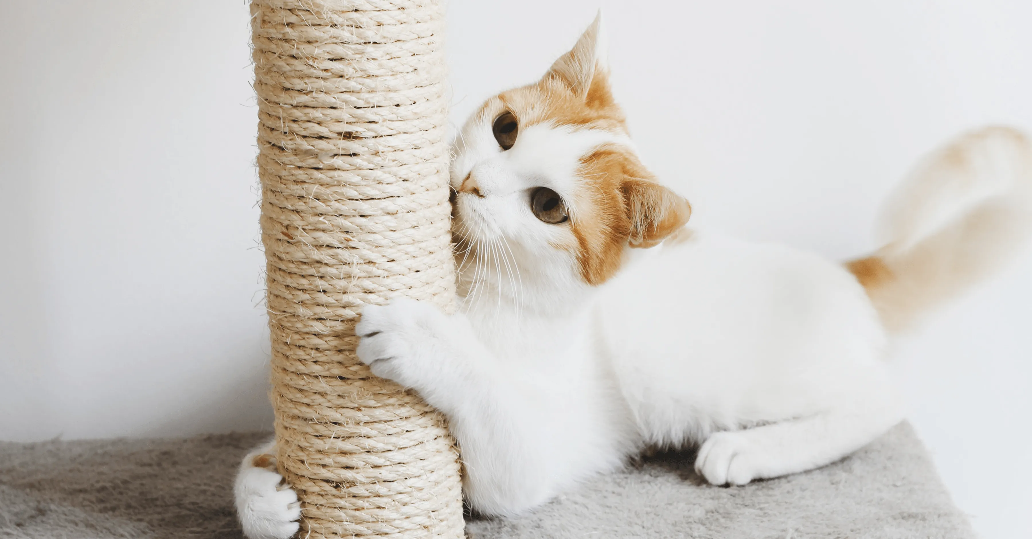 Приучение к когтеточки