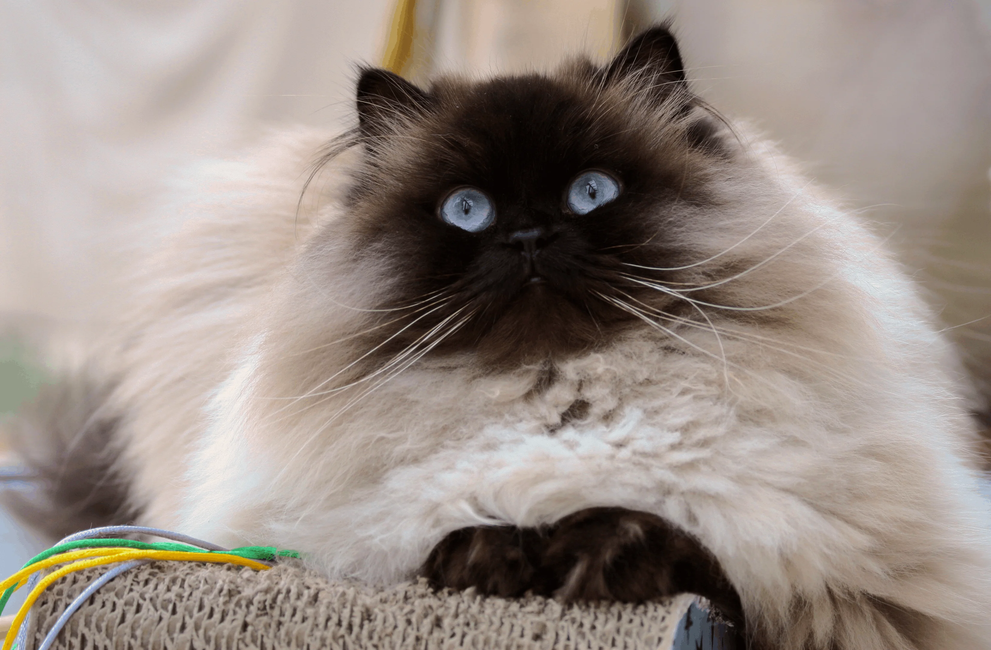 Гималайская кошка