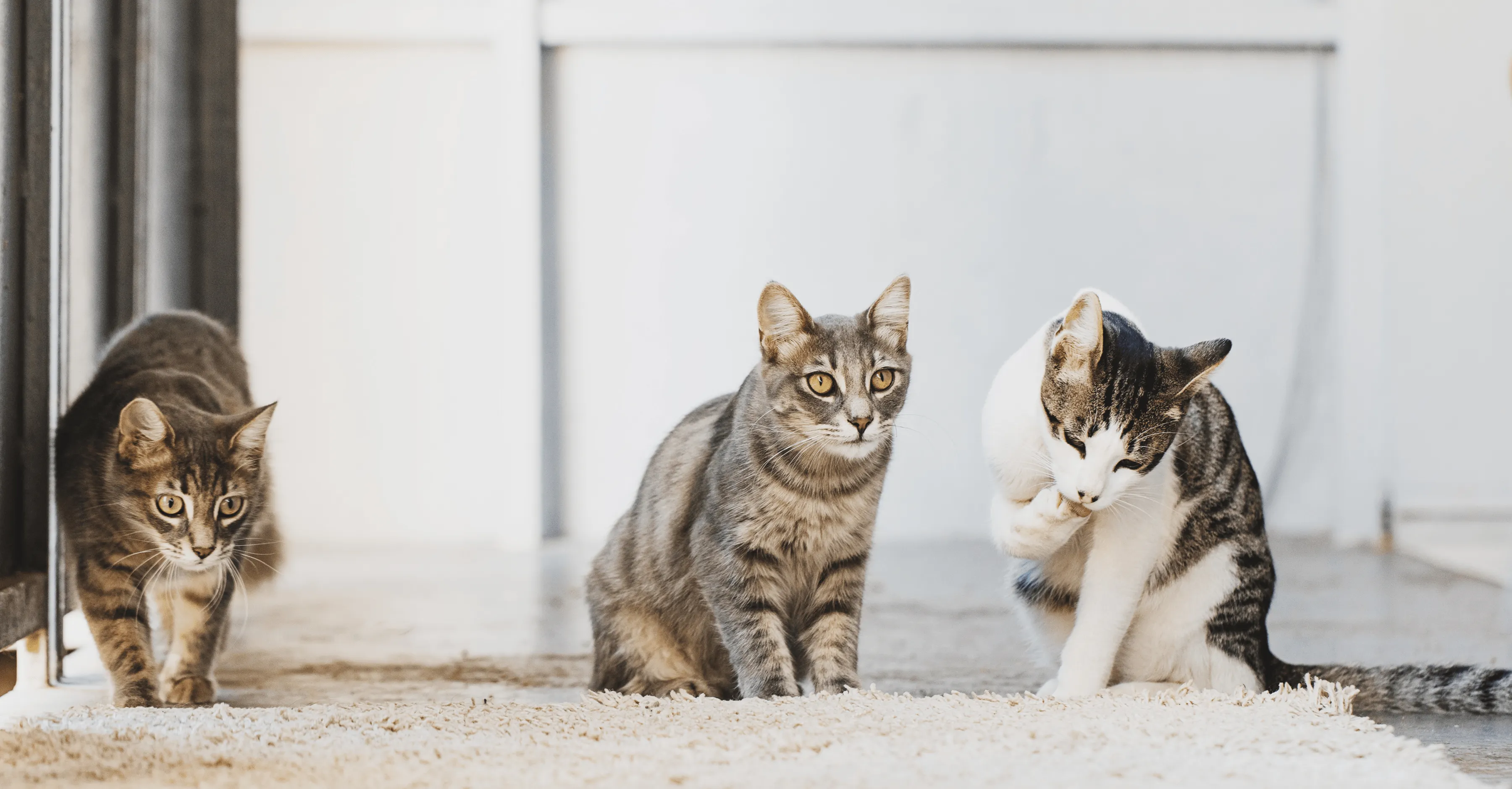 Корм для животных