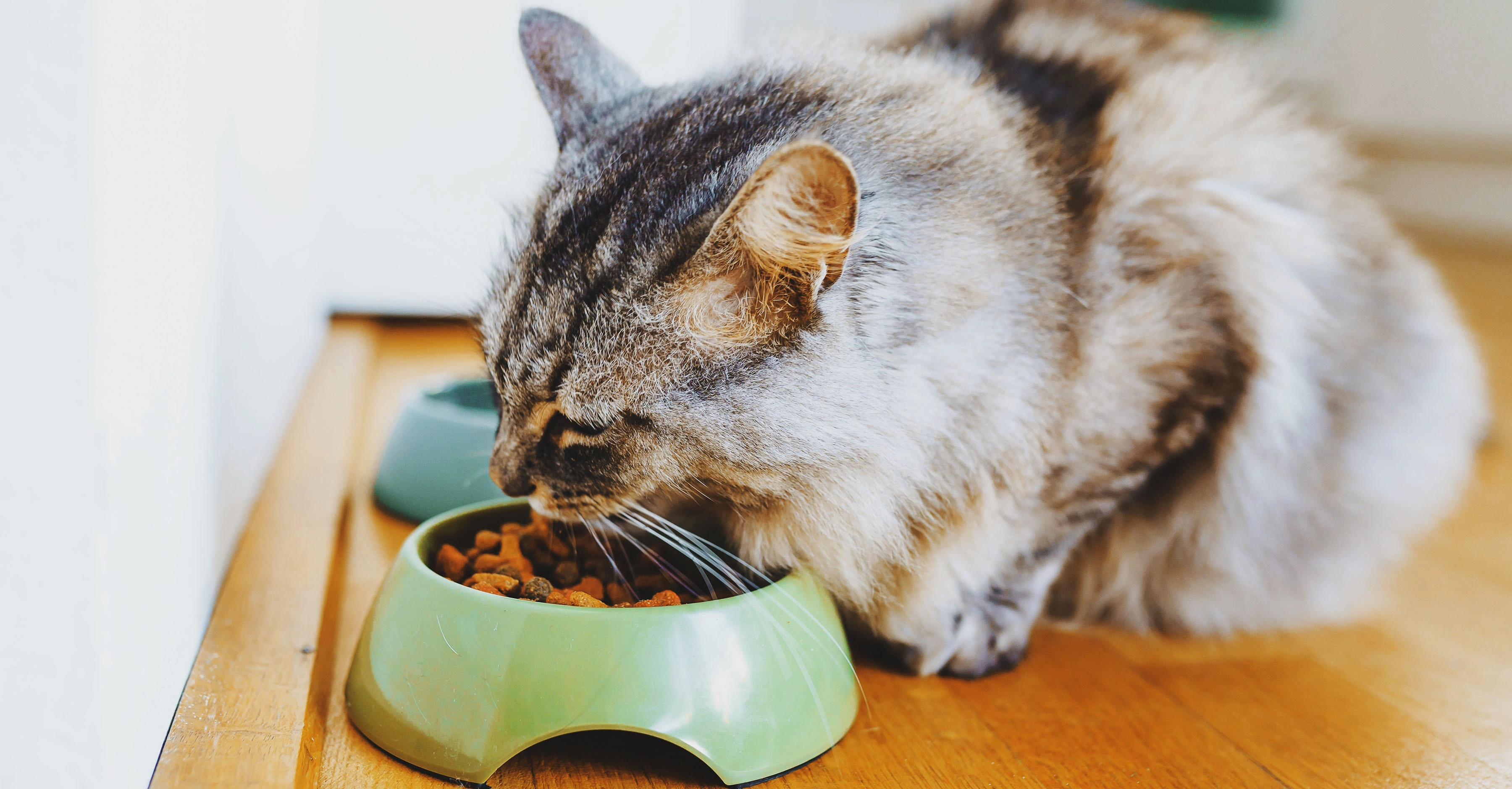 Полнорационный корм кошки