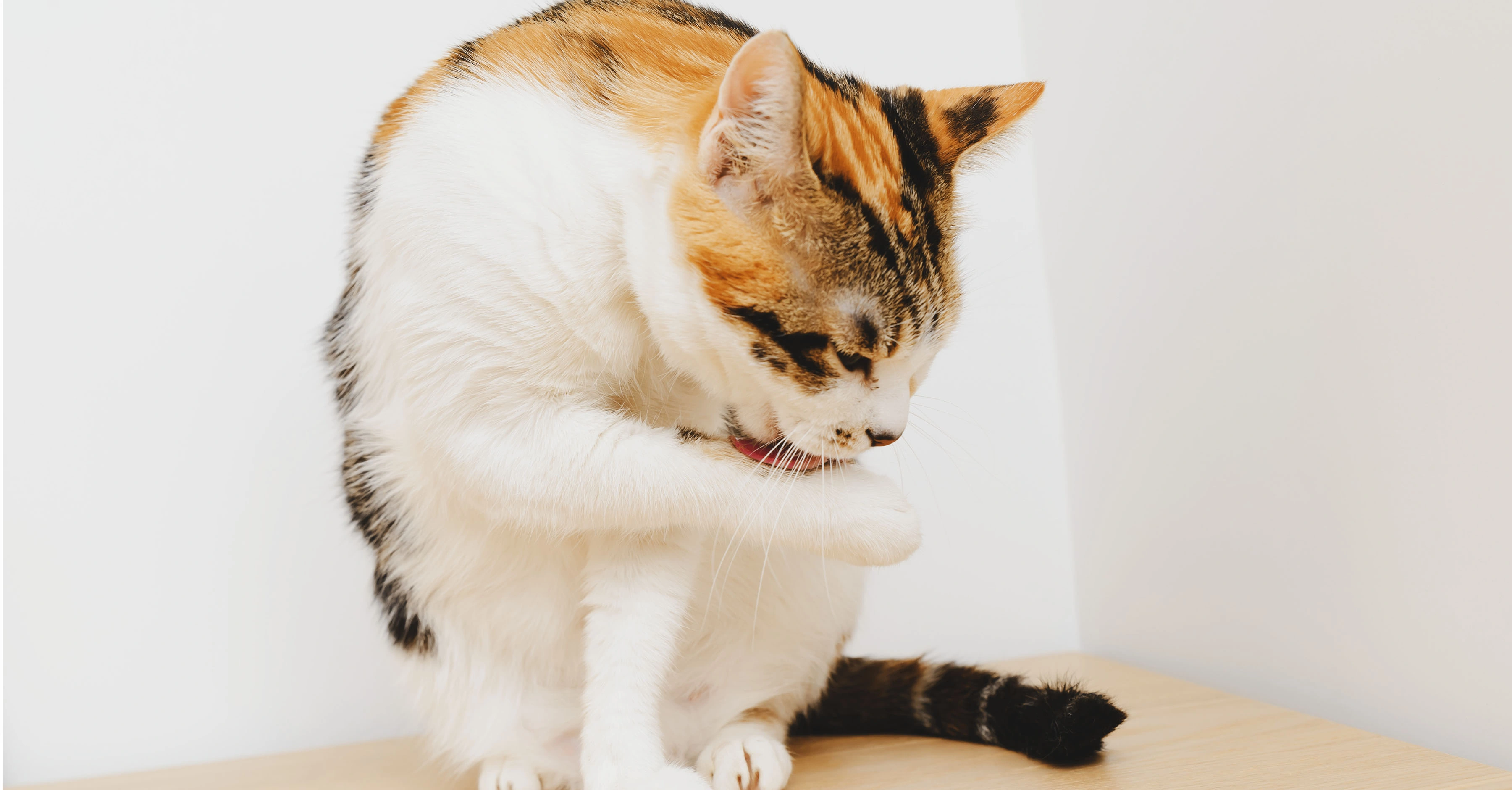 Как распознать стресс у кошки от одиночества?