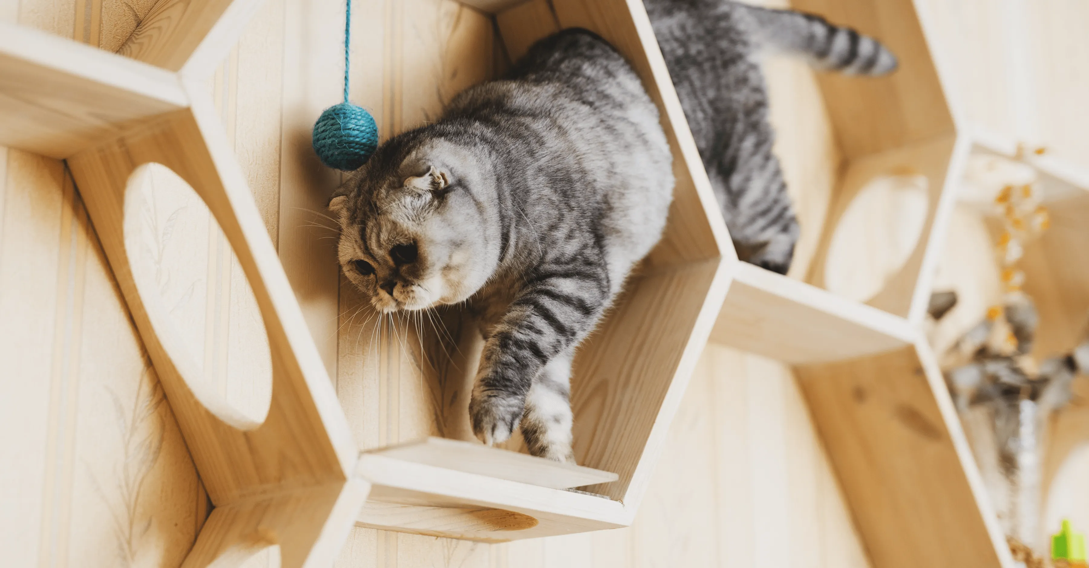 Игры для кошек