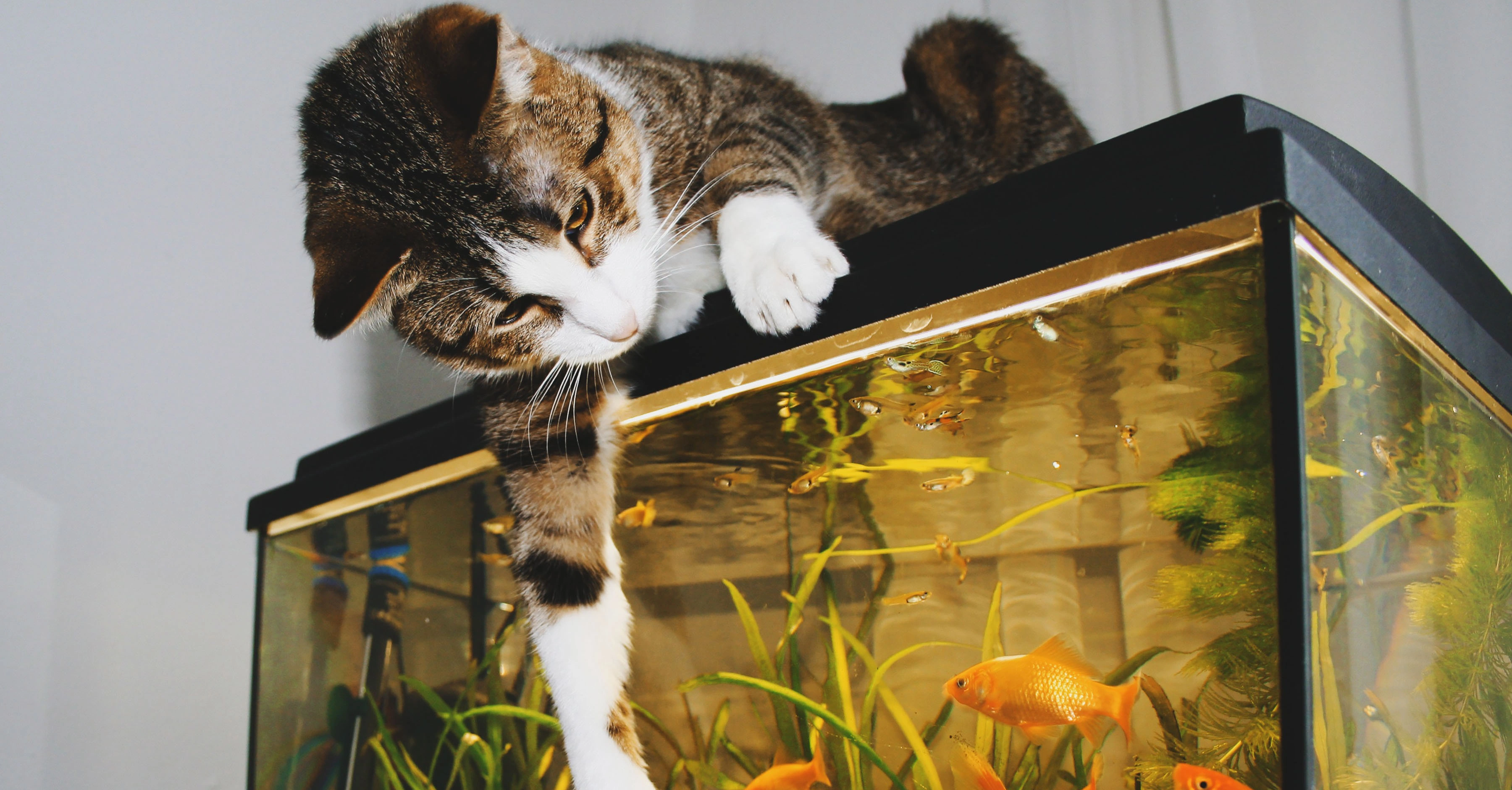 Отношение кошки к рыбкам