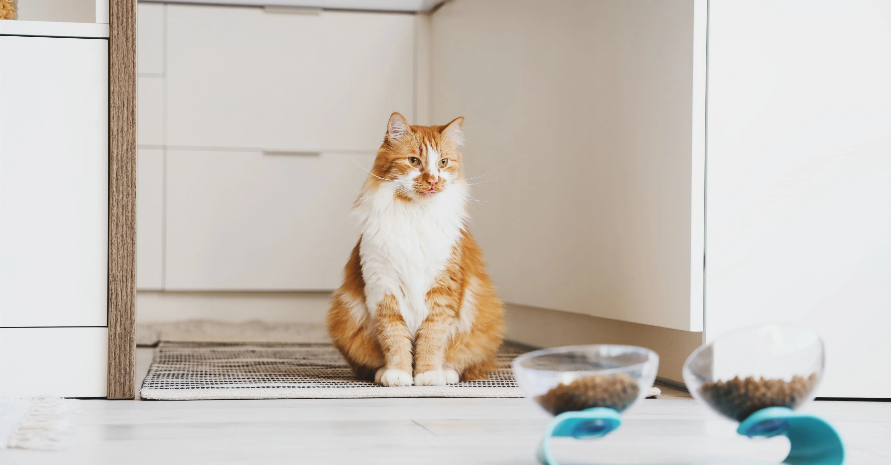 Сколько мисок нужно кошке?