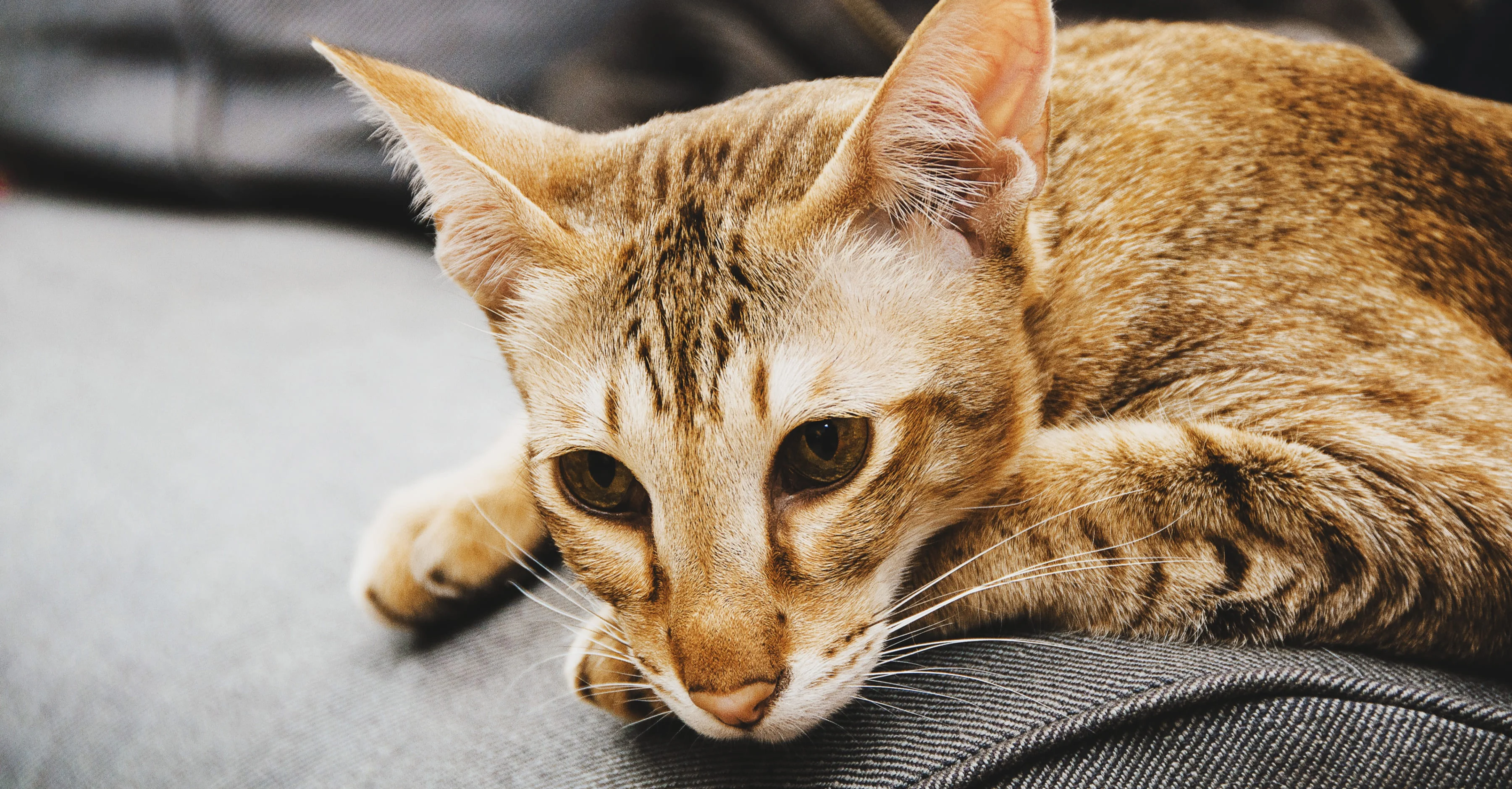 У кошки депрессия