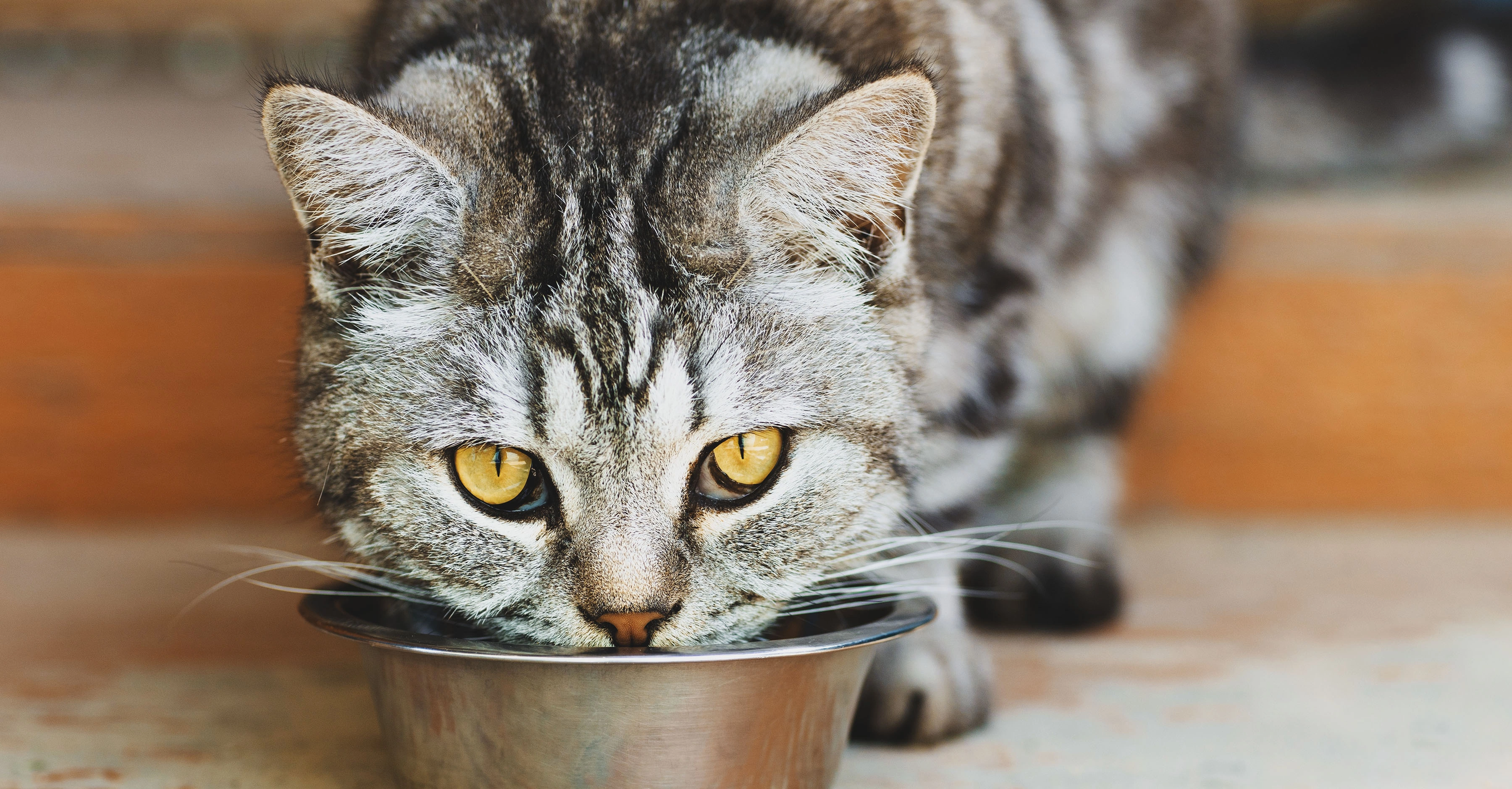 Правильный подход к кормлению уличных кошек