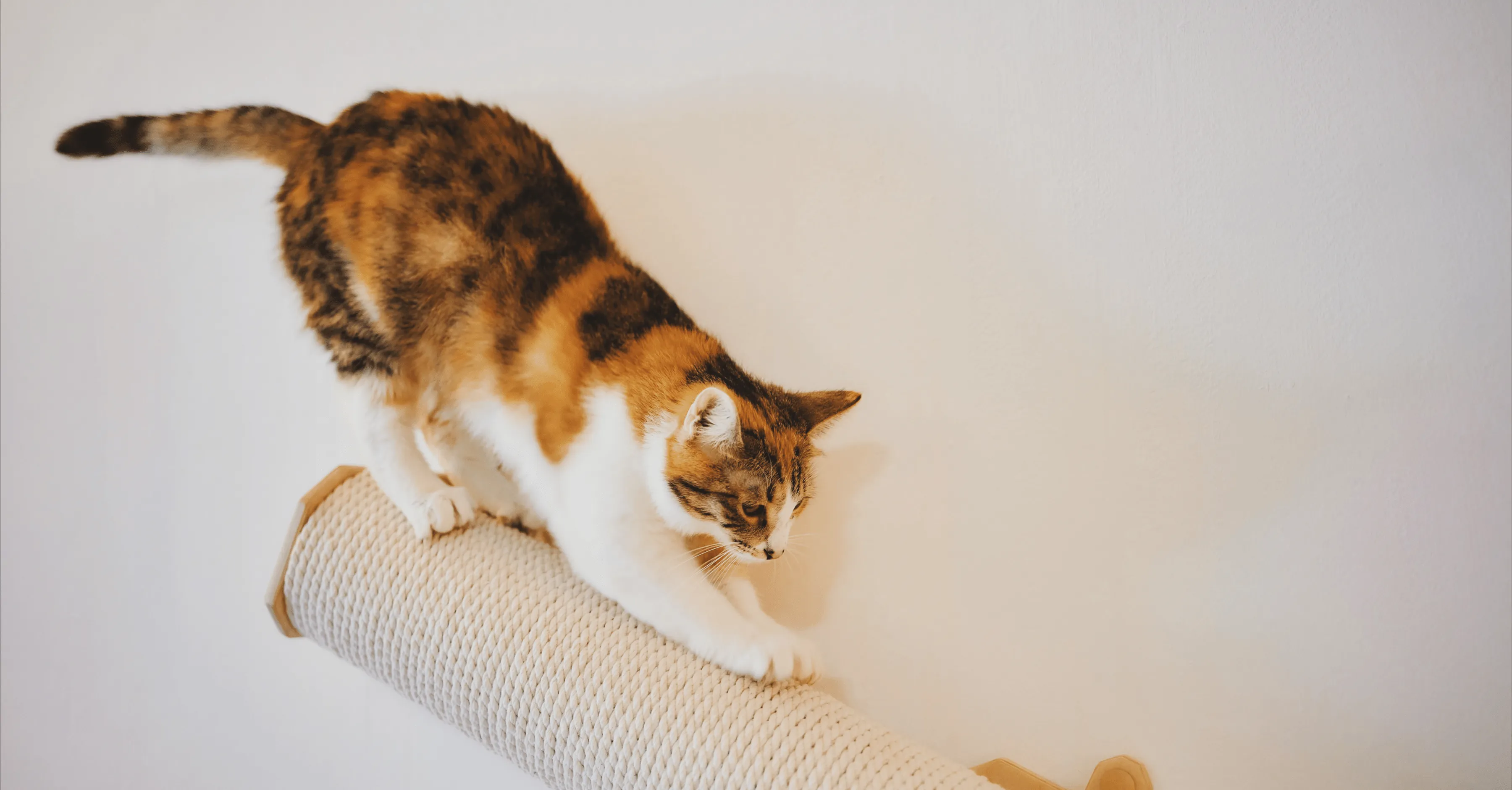 Виды когтеточек