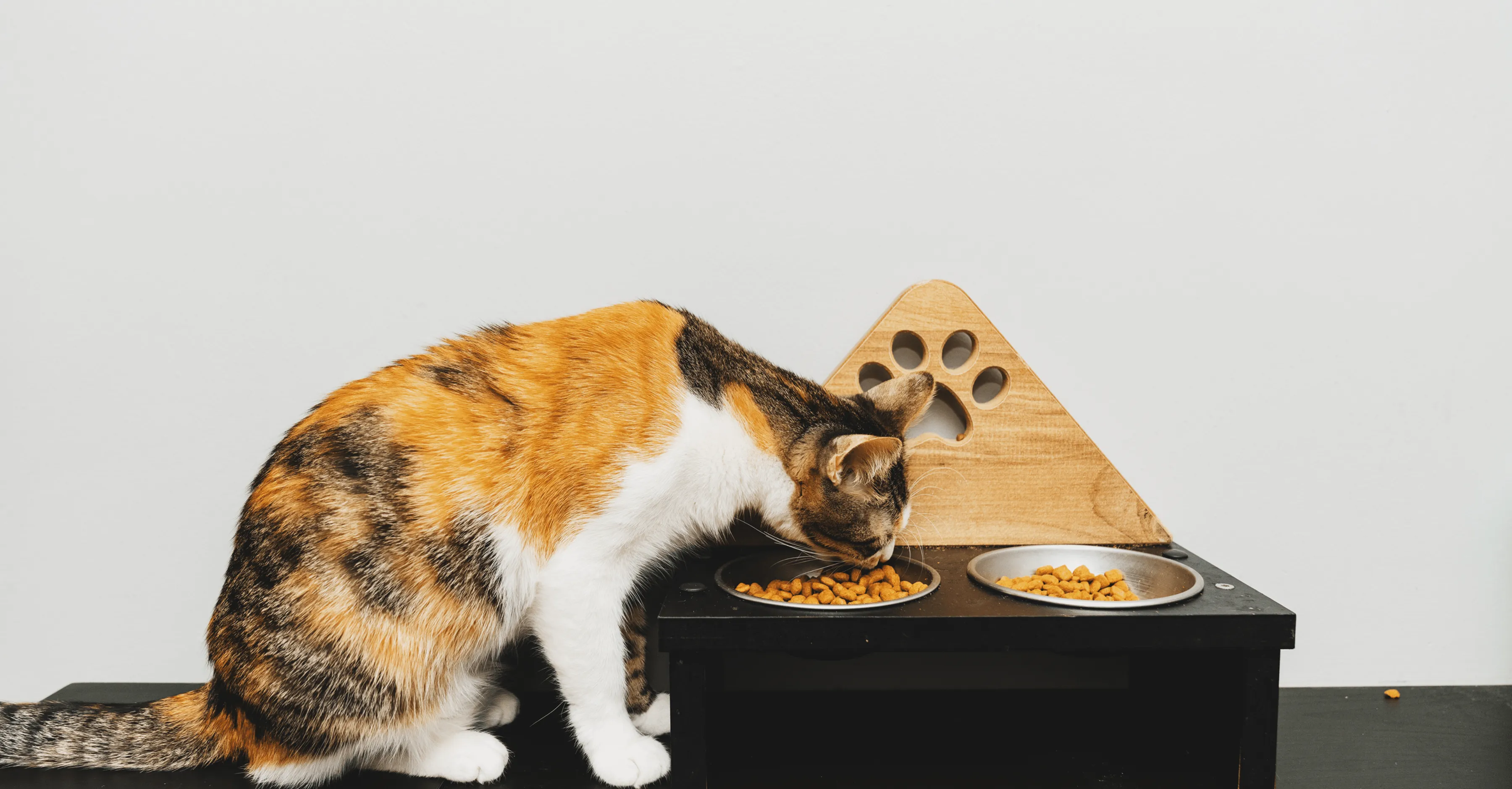 Виды корма для кошек