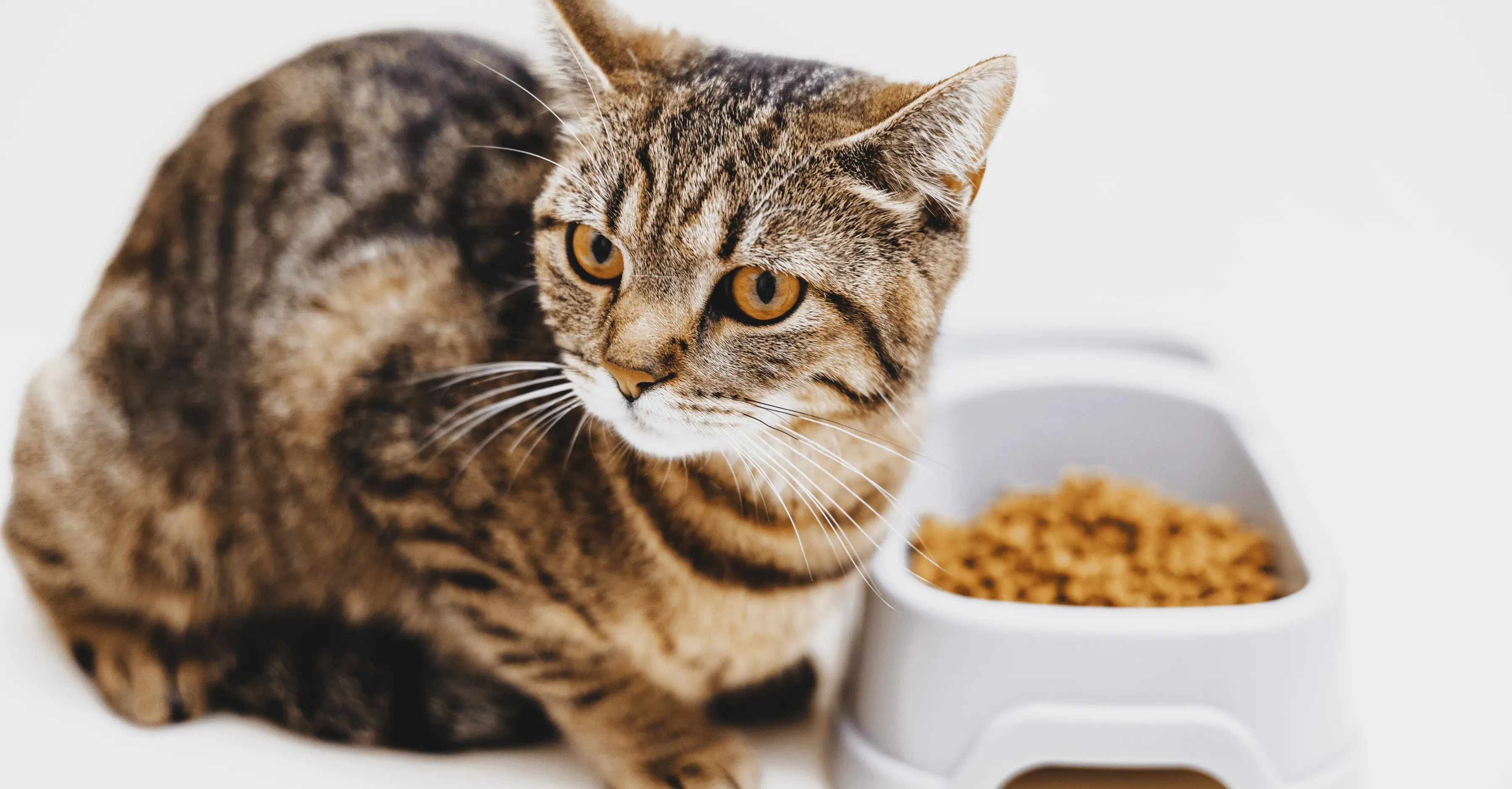 Требования к качеству к корму