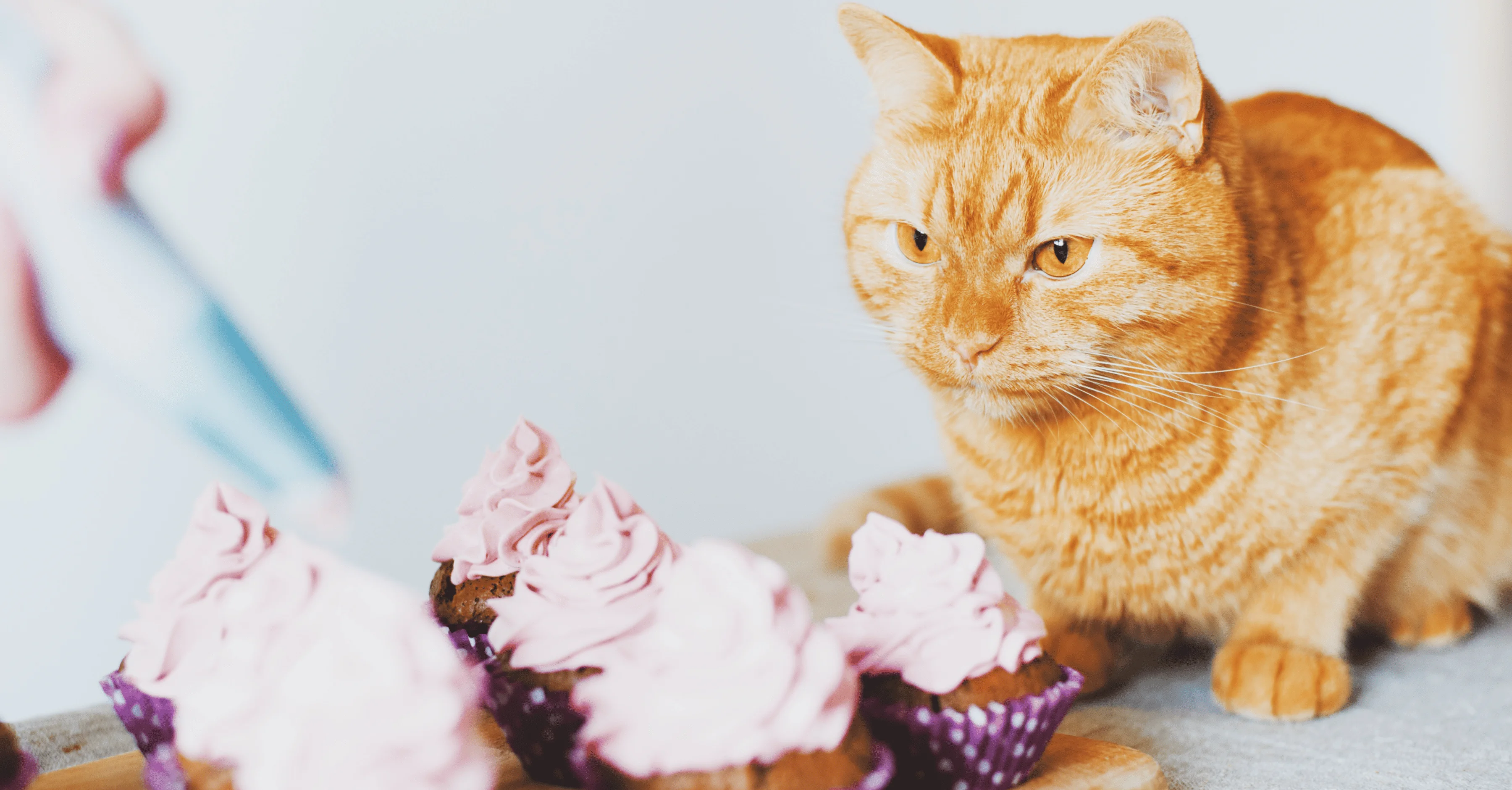 Опасные продукты для кошки