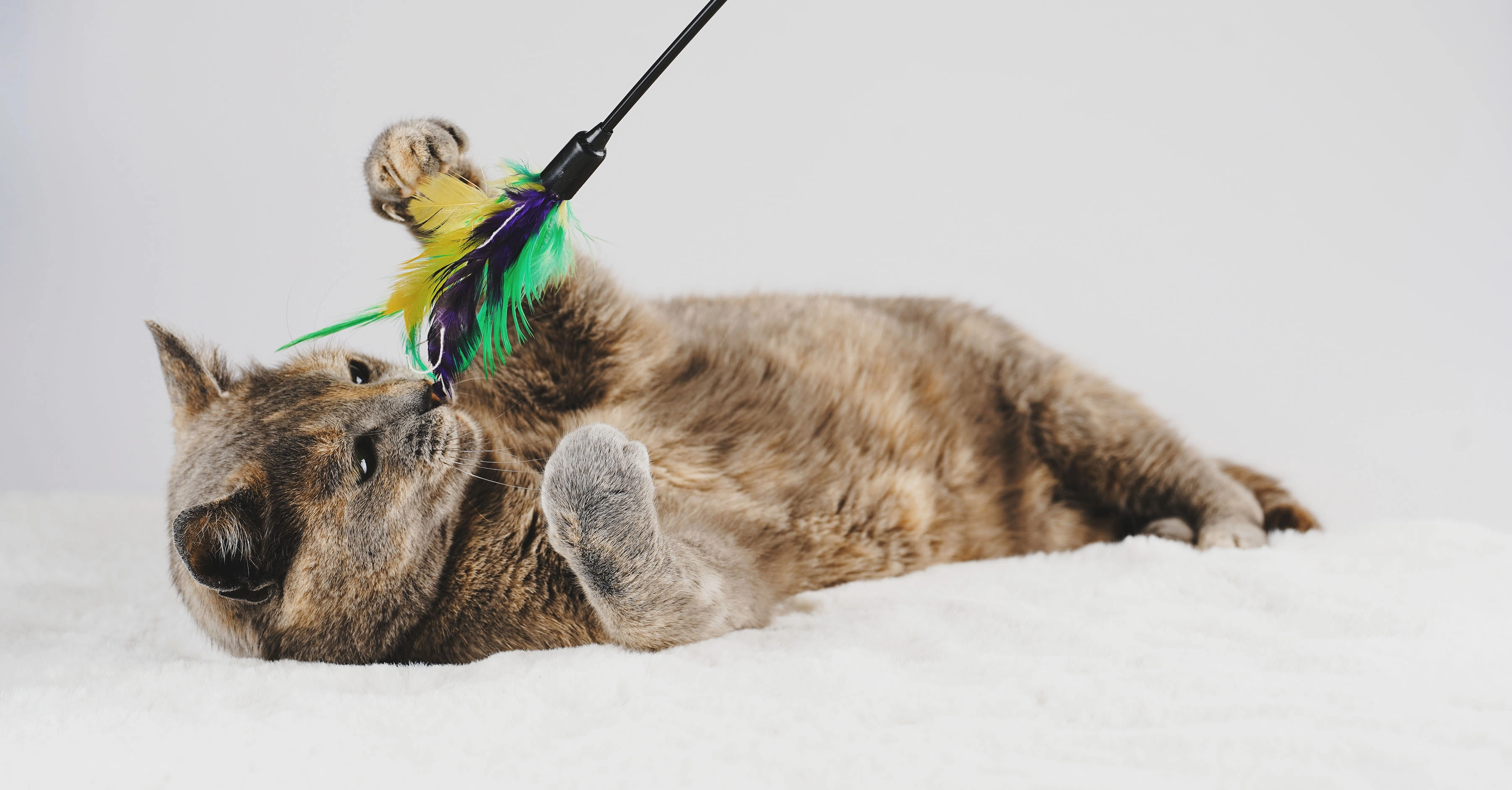 Игра с кошкой