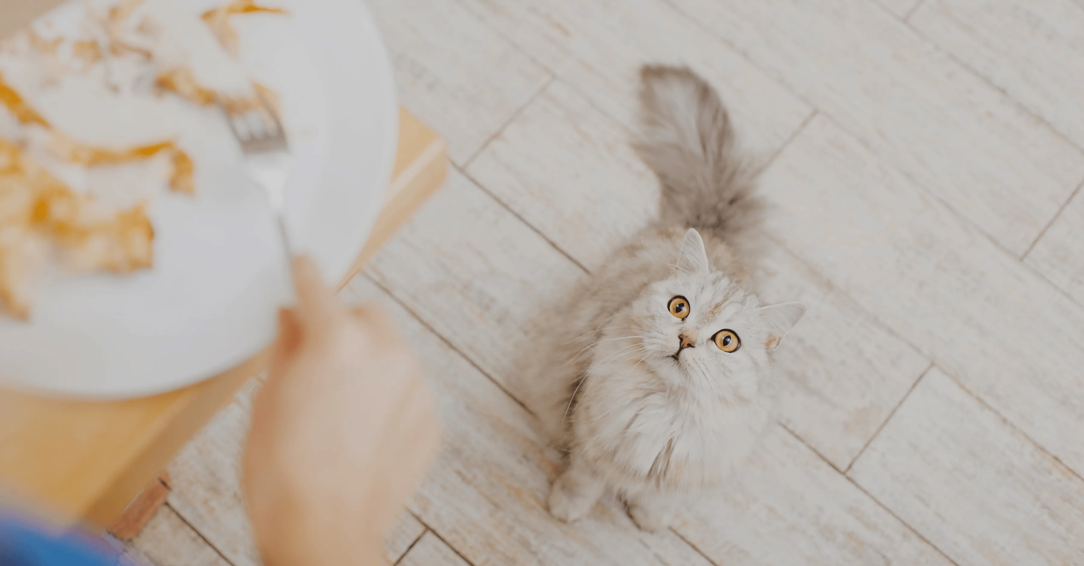 Кошки просят человеческую еду