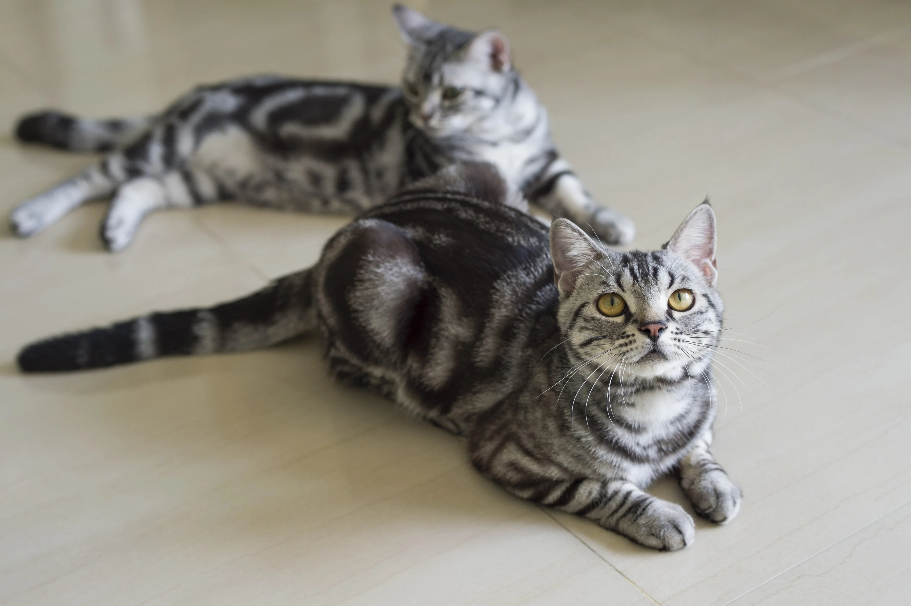 Американская короткошерстная кошка