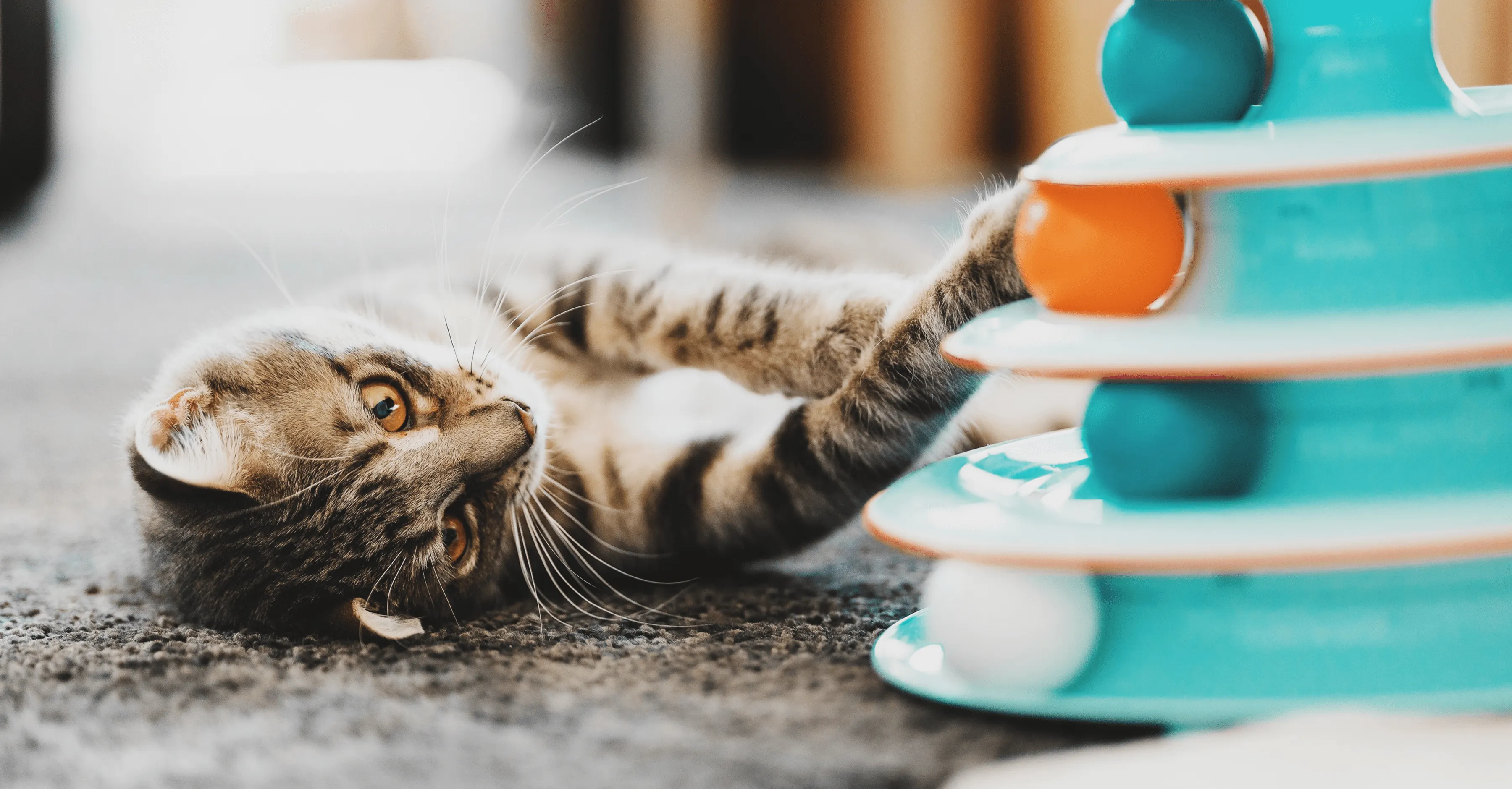 Игры для кошки