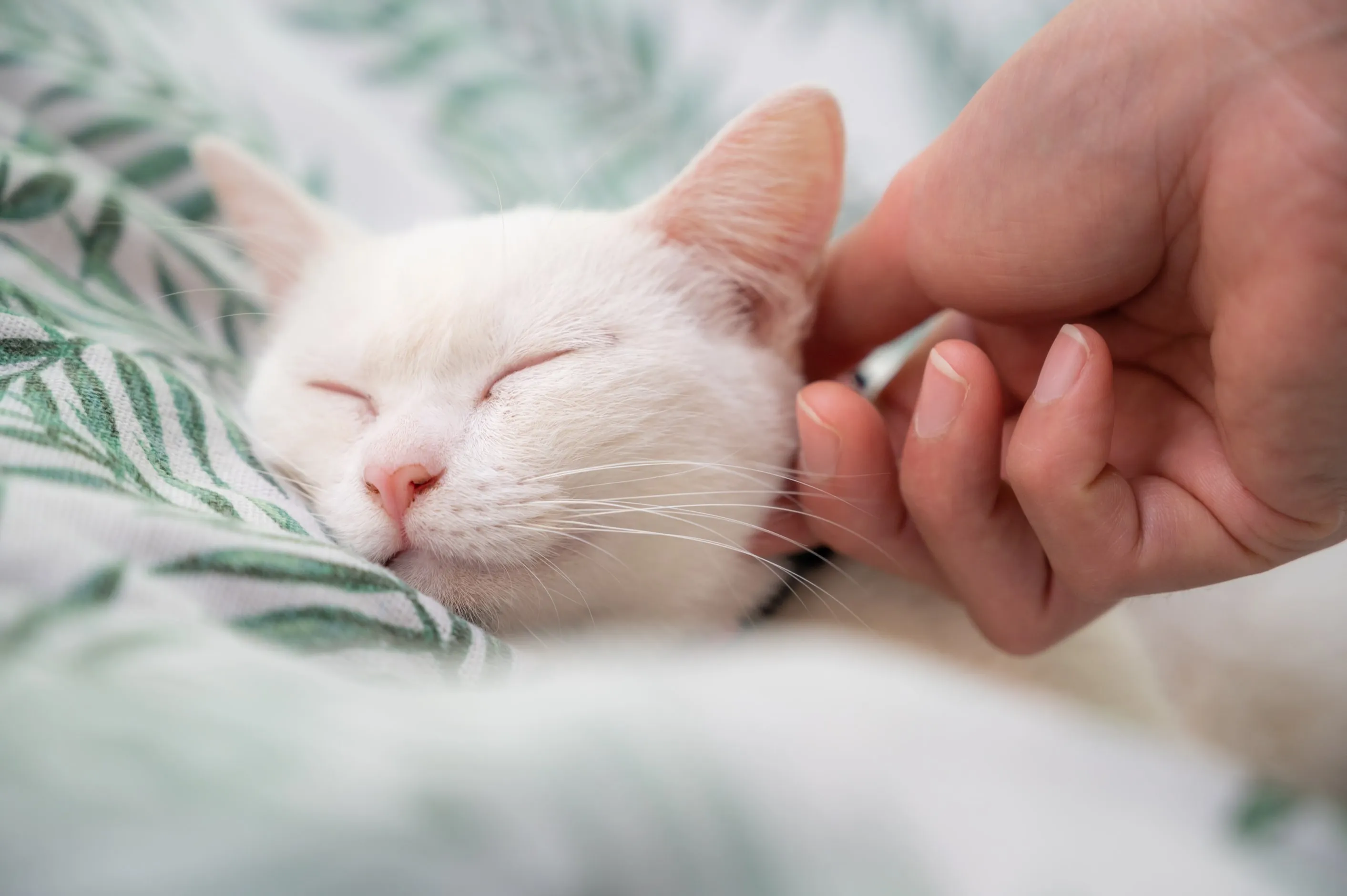 Горячие уши у кошки