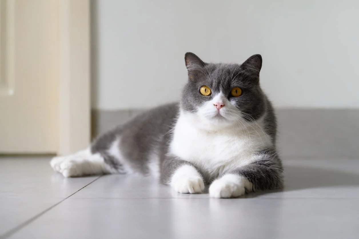 Короткошерстные породы кошек