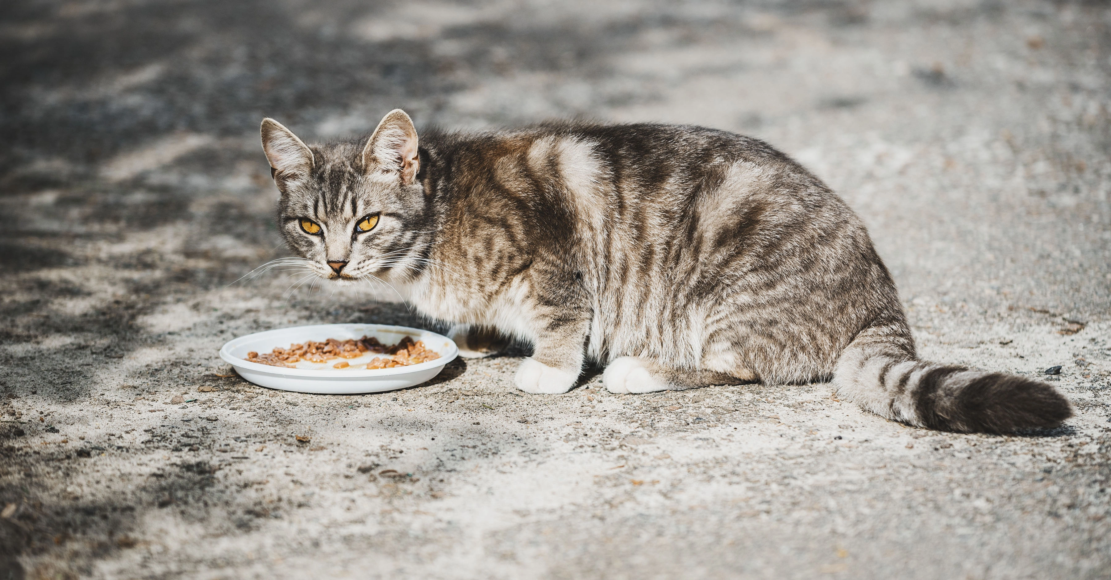 Сбалансированное питание для уличных кошек 
