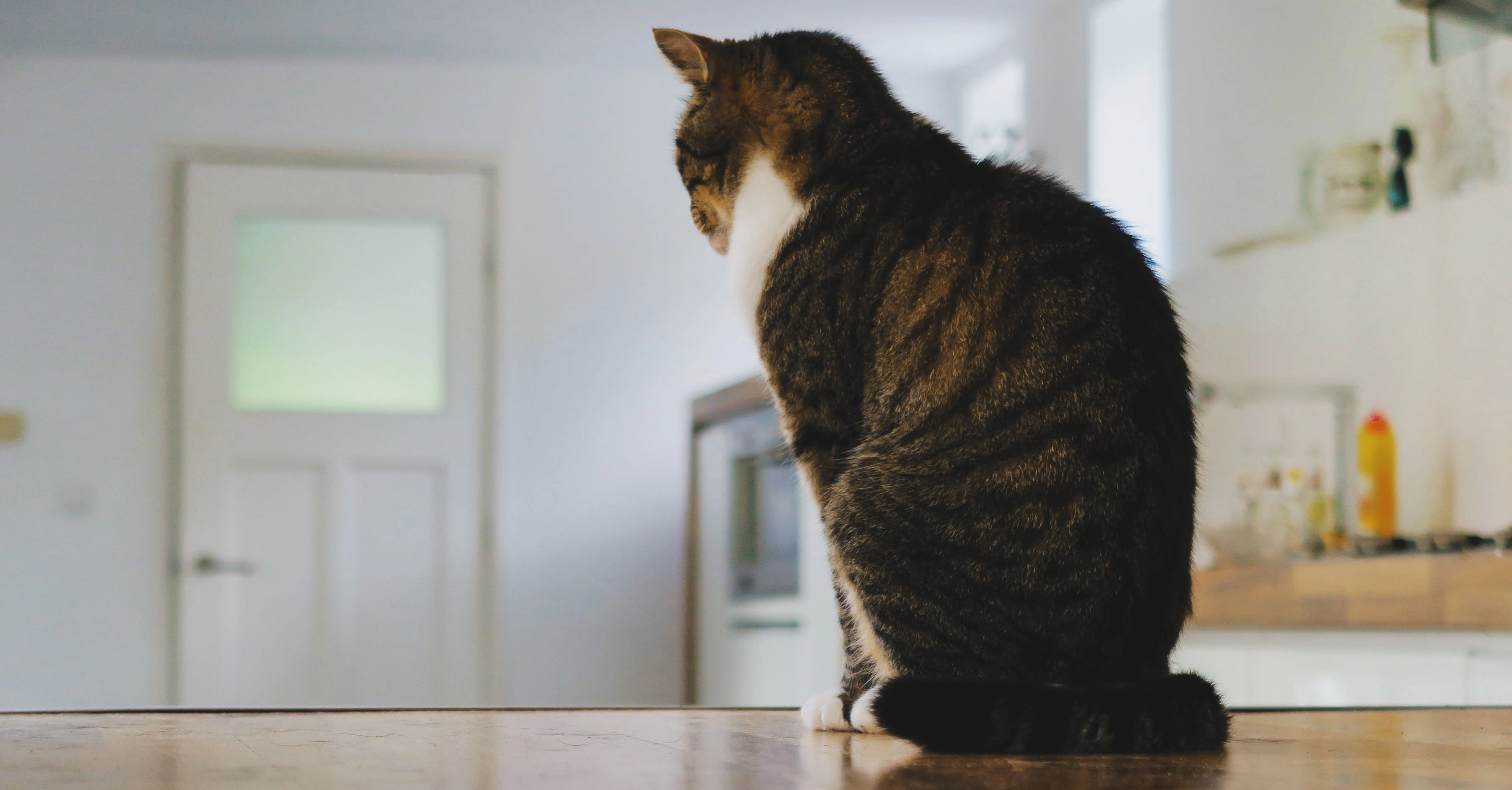 Кошка одна дома 