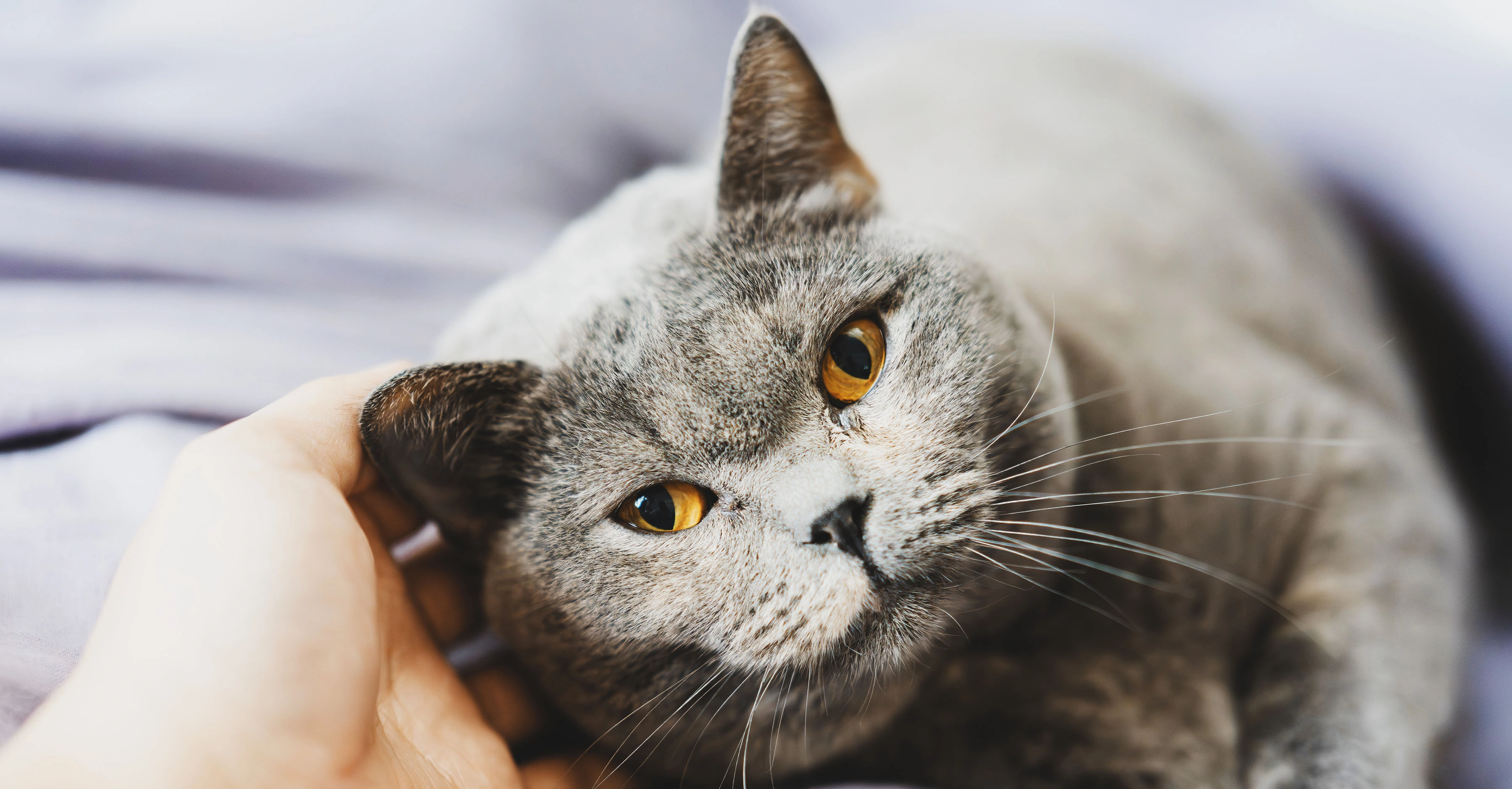 Породы кошек, которые лучше уживаются с другими питомцами