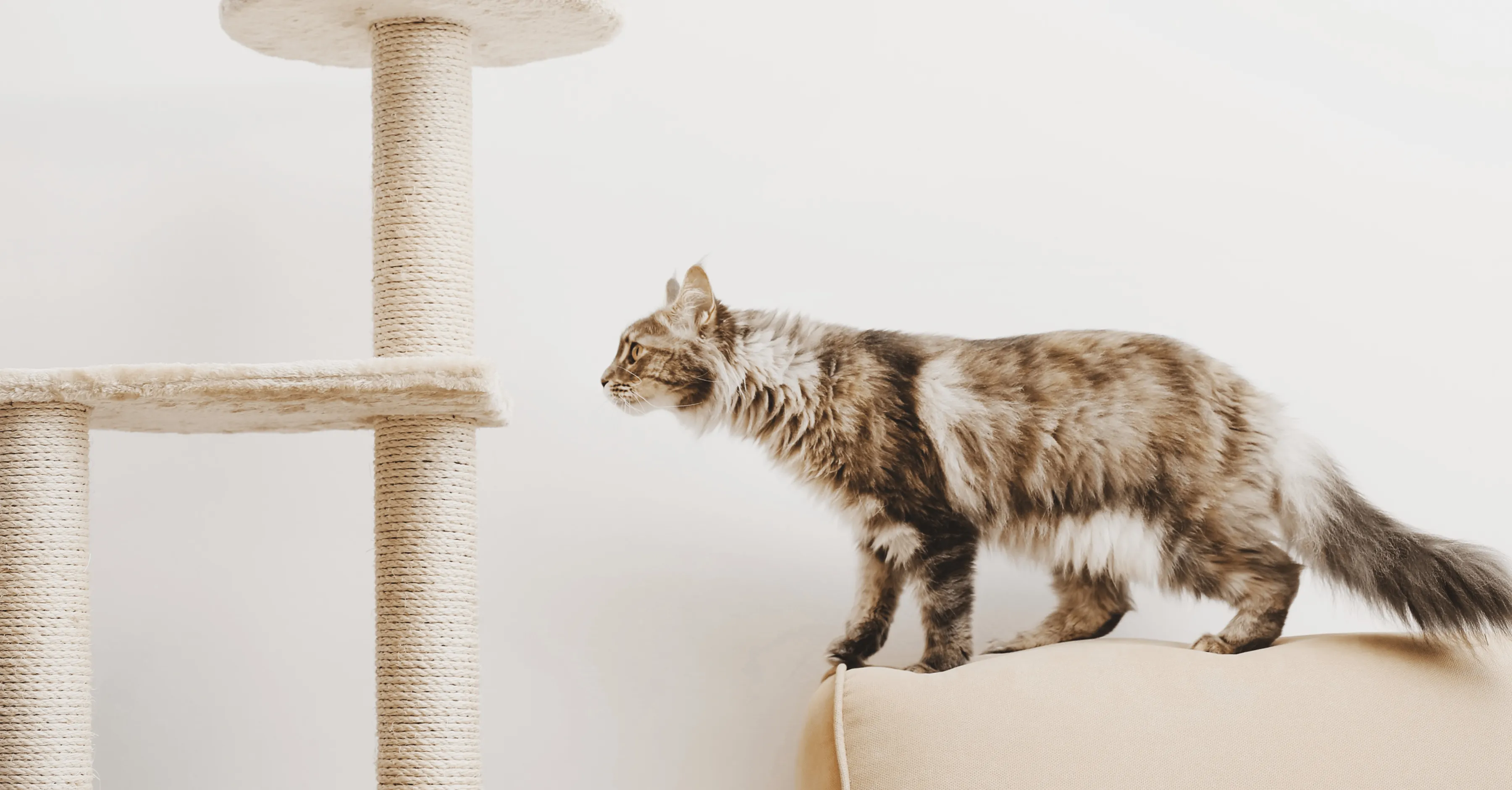 Параметры когтеточки