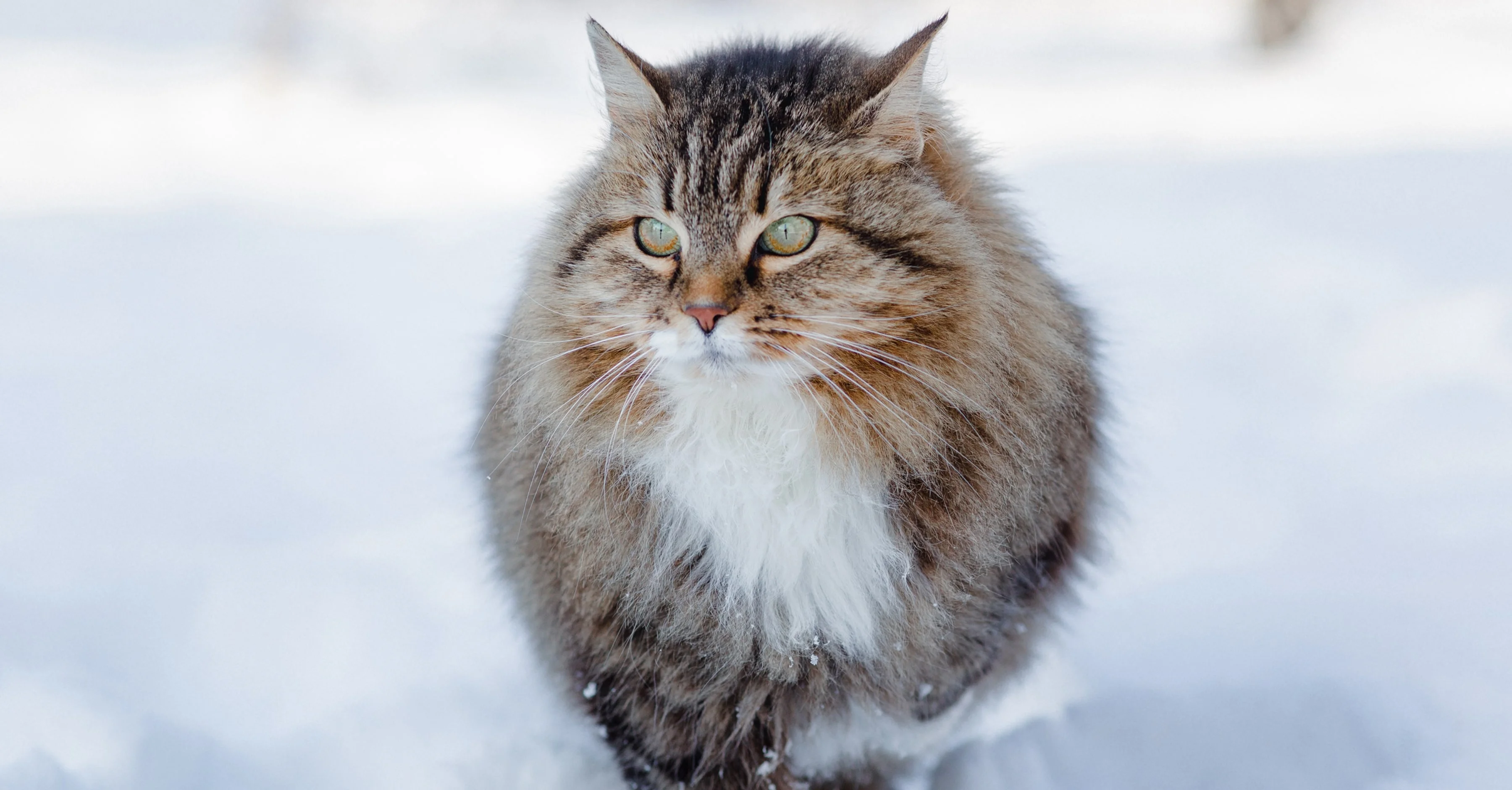 Сибирская кошка