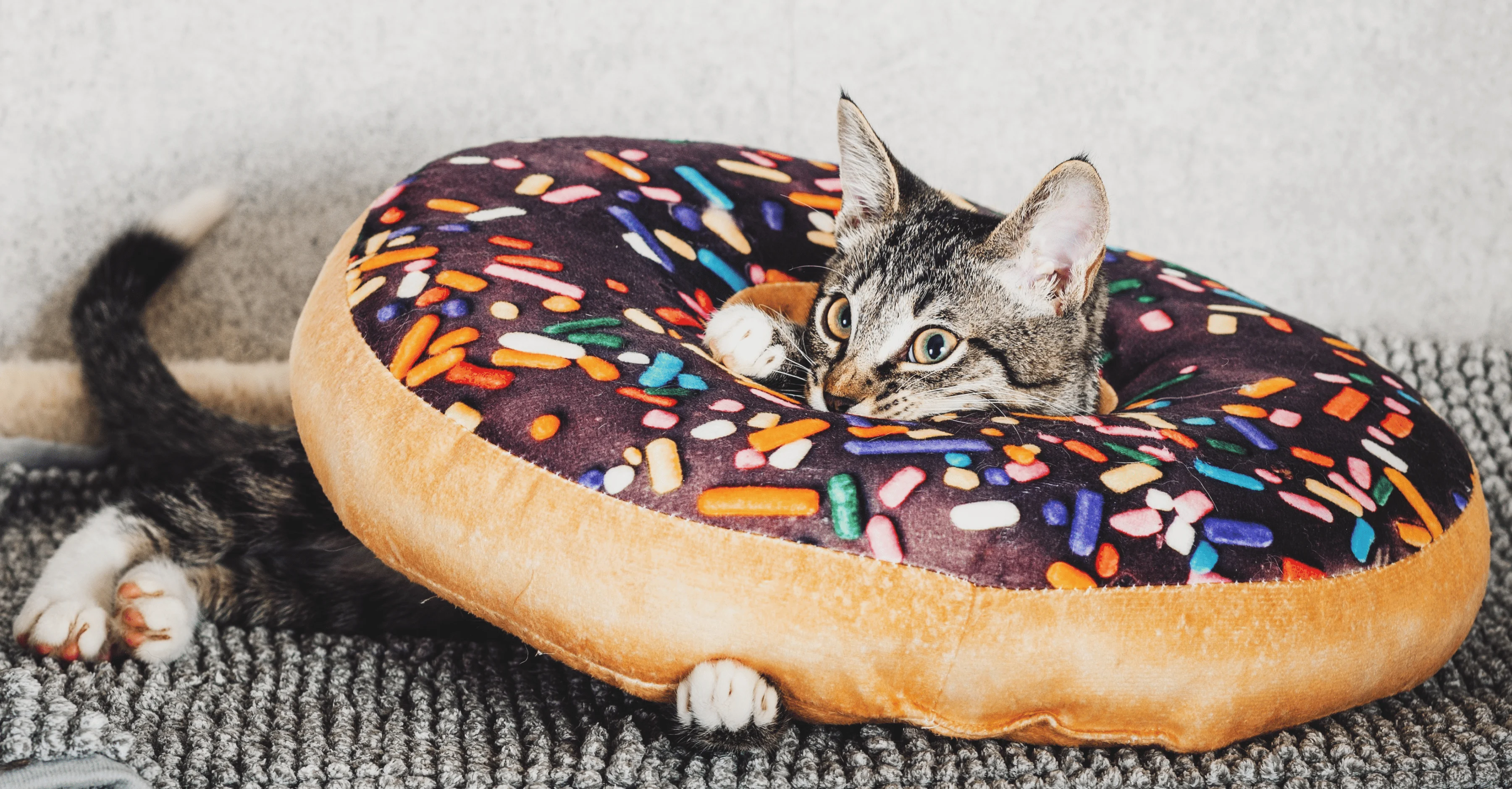 Почему кошек привлекает сладкое?