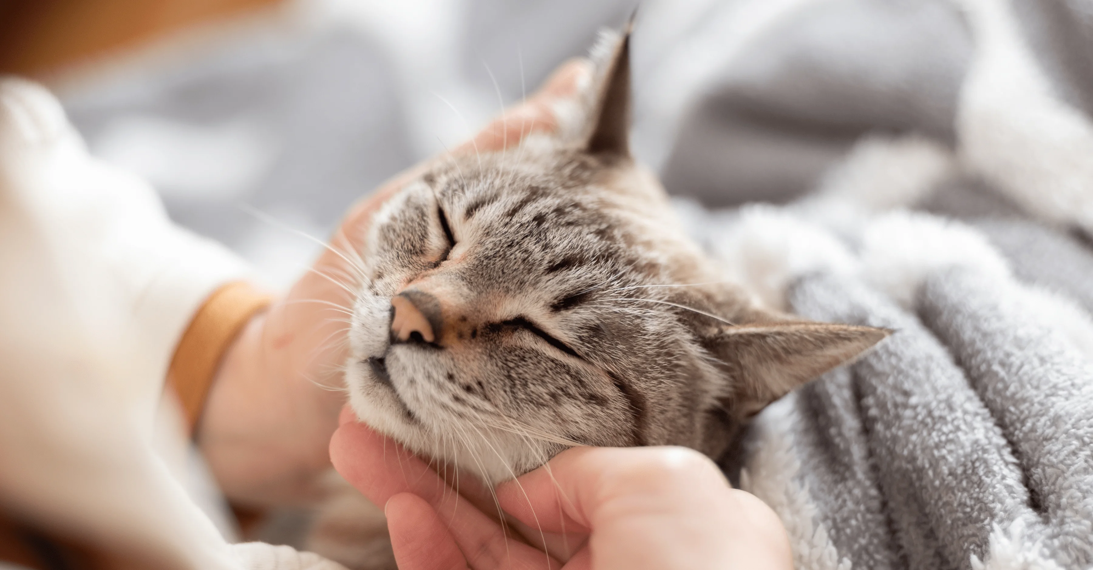 Подготовка кошки