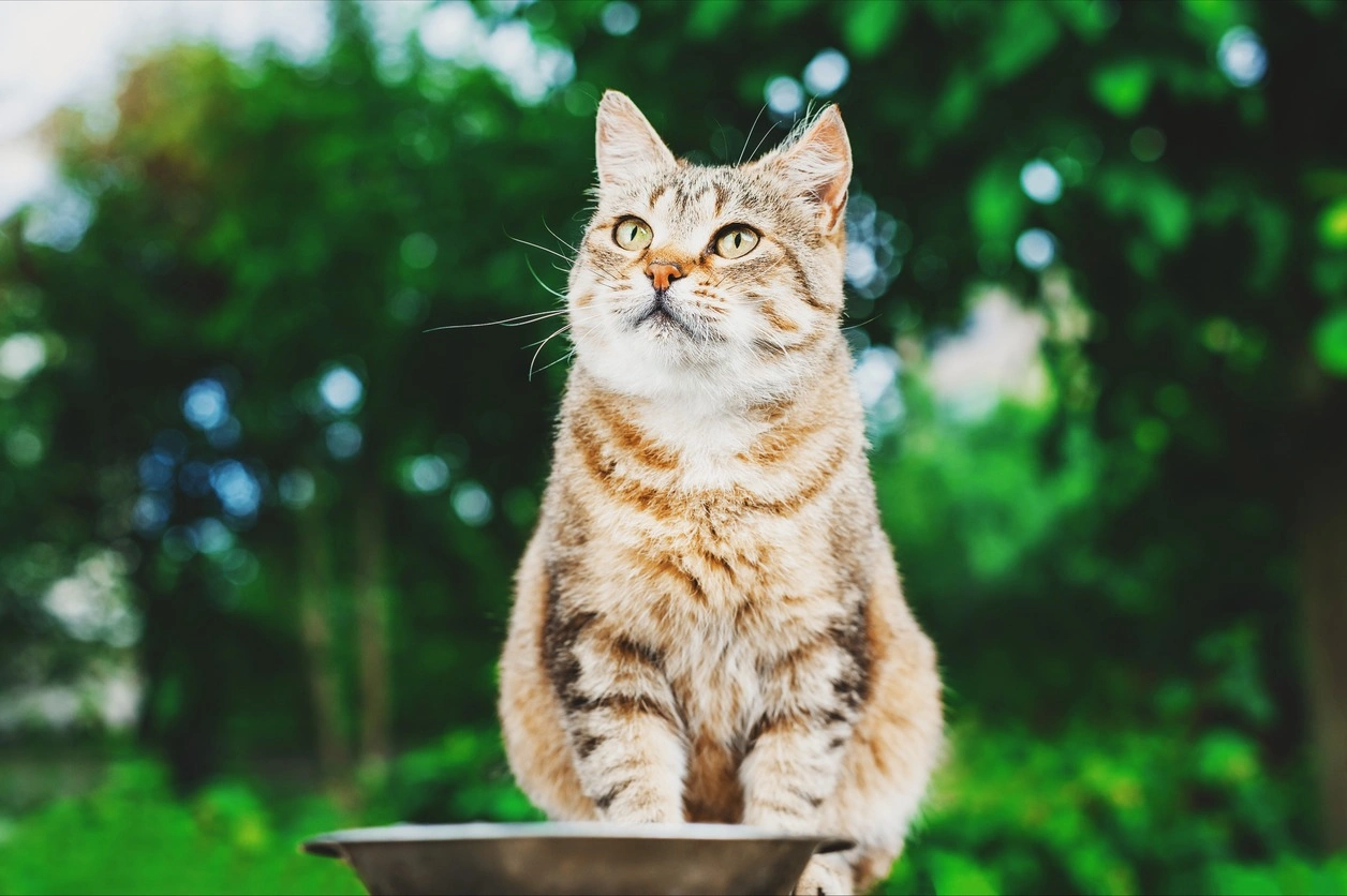 Чем можно кормить кошек с улицы, не навредив им?