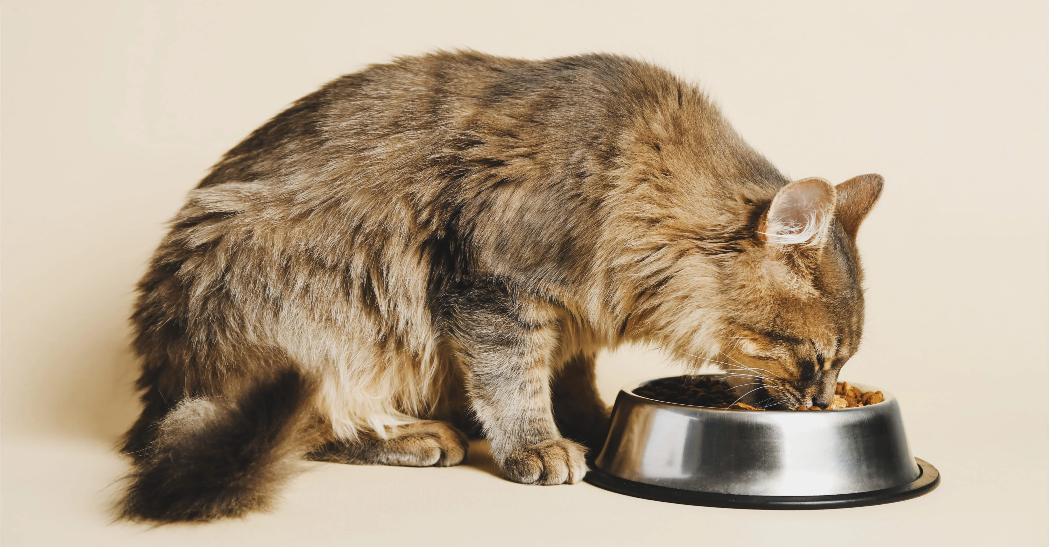 Как выбрать миску для кошки?