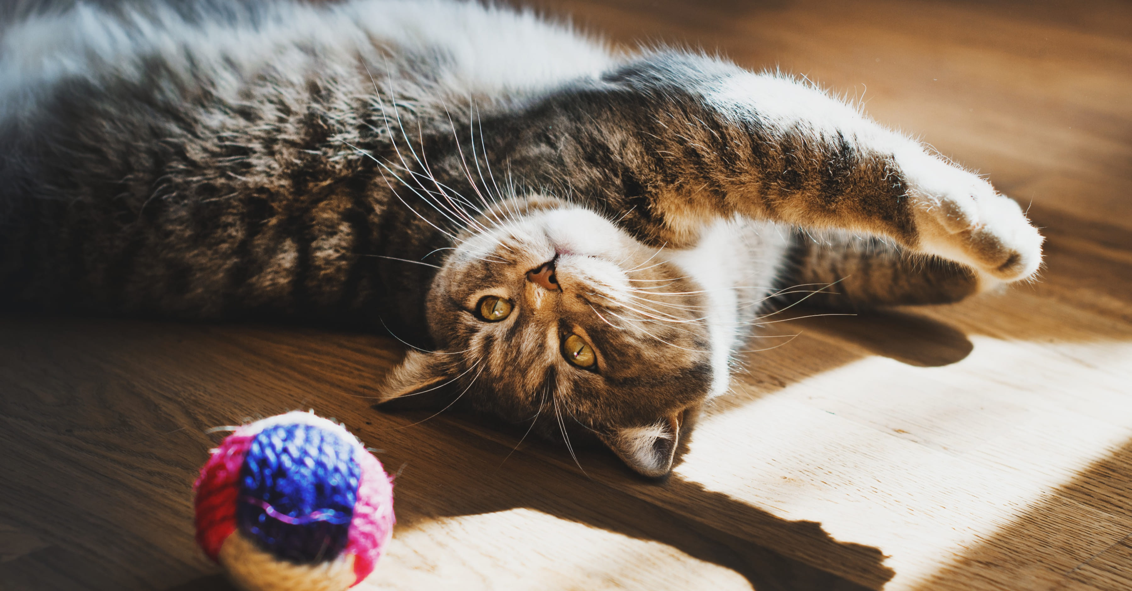 Игрушки для кошки